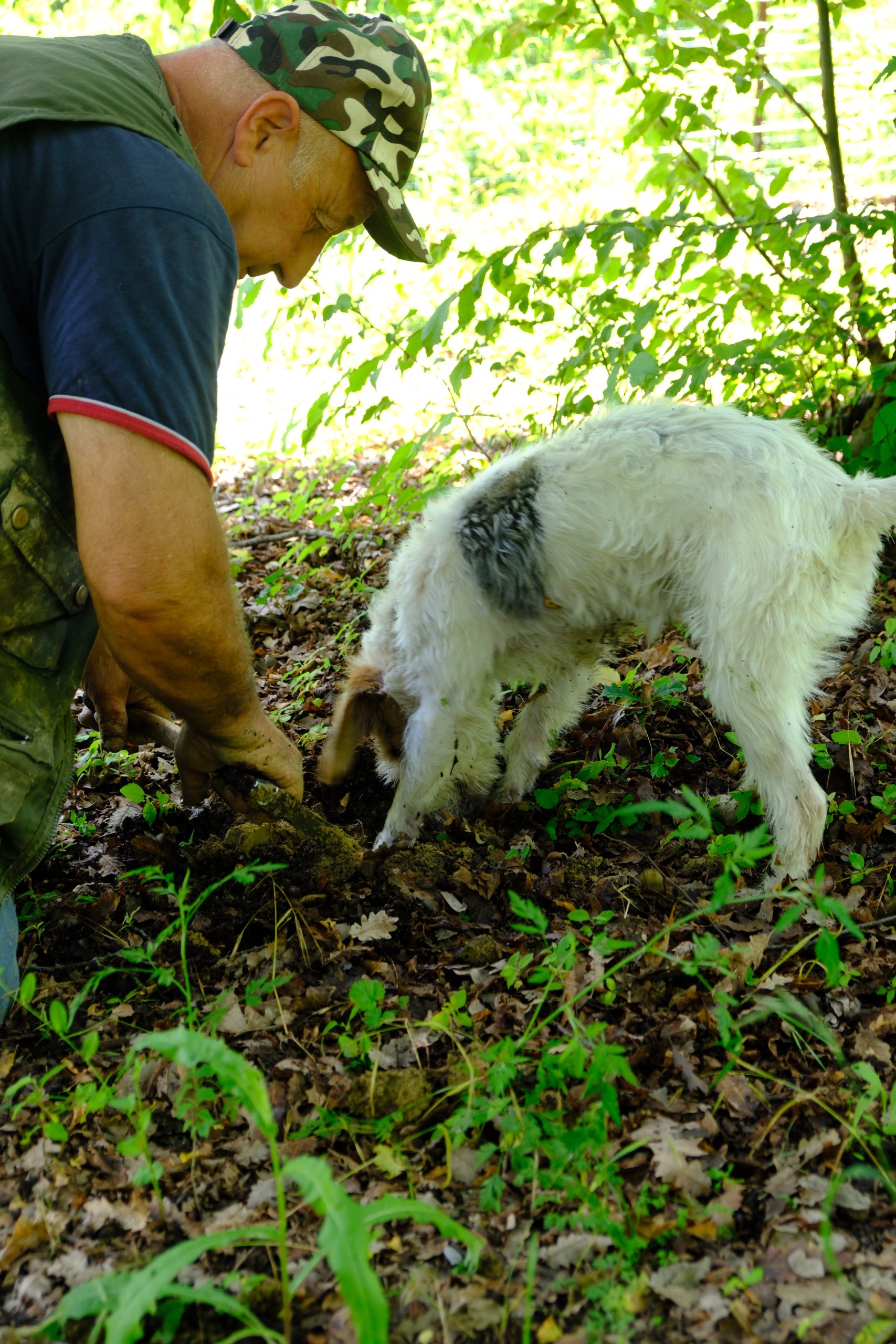 Truffle dog searching the leafy forest floor beside its handler in Piedmont.