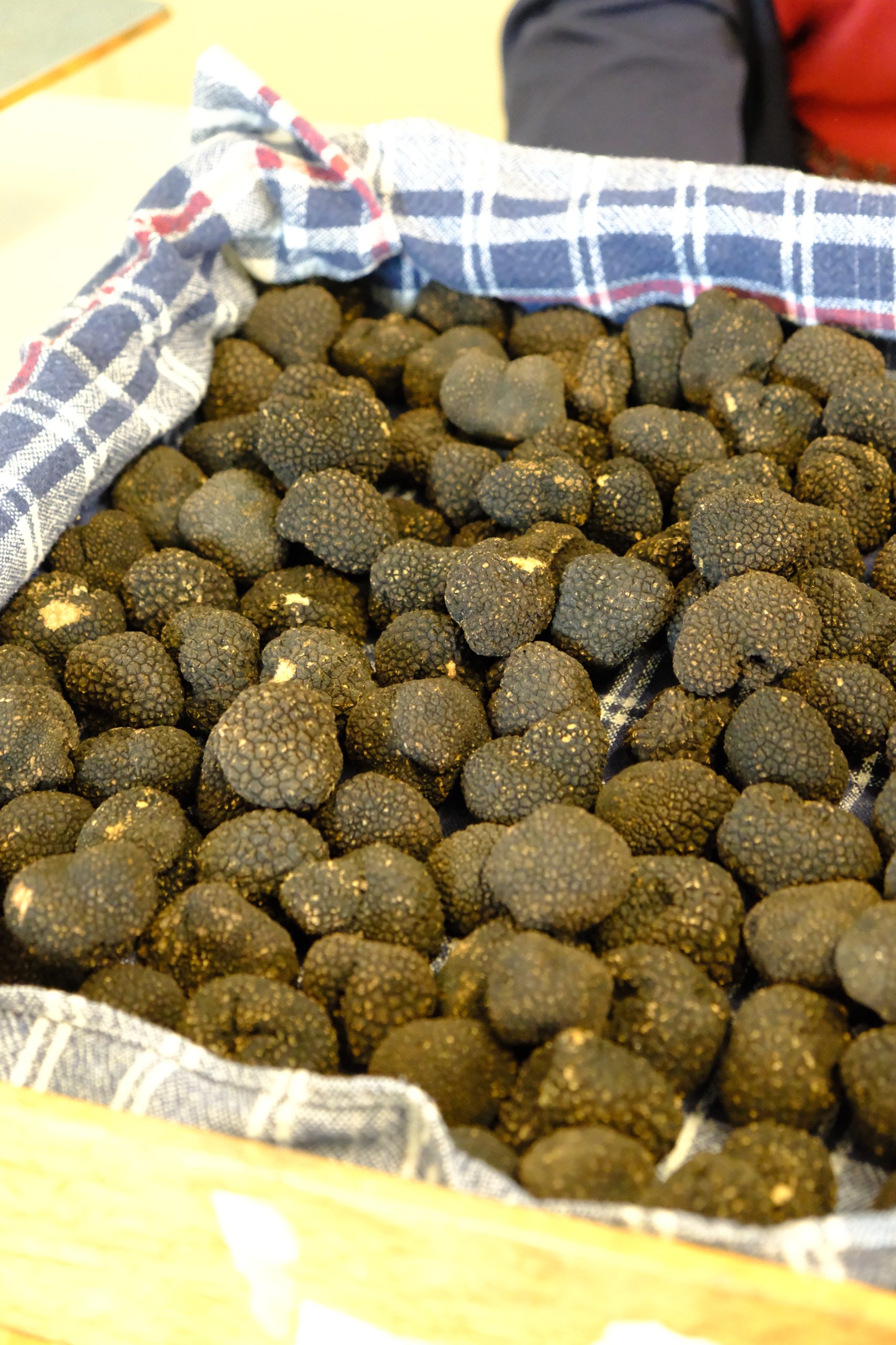 A cloth-lined basket filled with fresh truffles at TartufLanghe near Alba.
