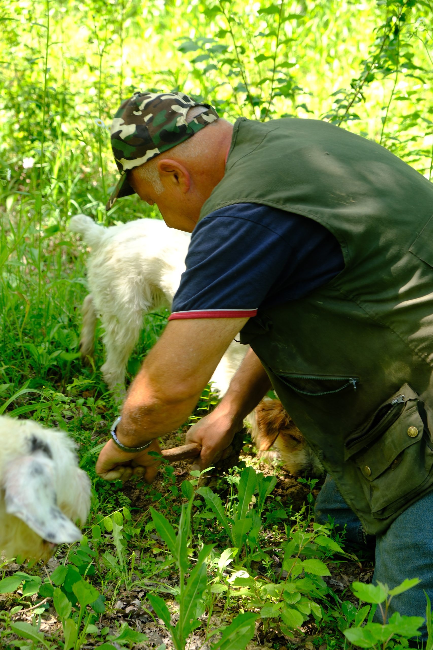 Truffle hunter kneeling beside his dog in the green woodland of Piedmont.