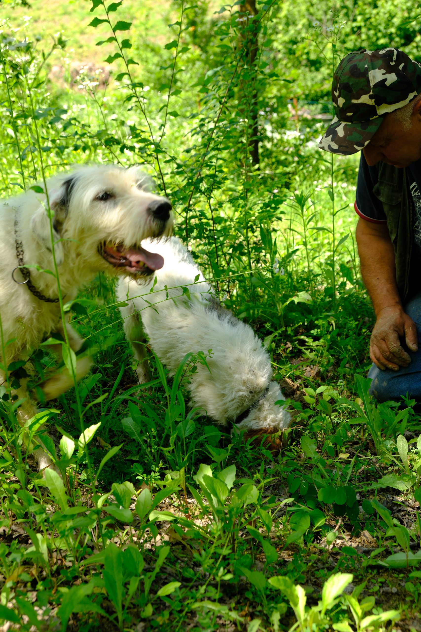Truffle hunter rewarding his dog after a successful search in the woods.