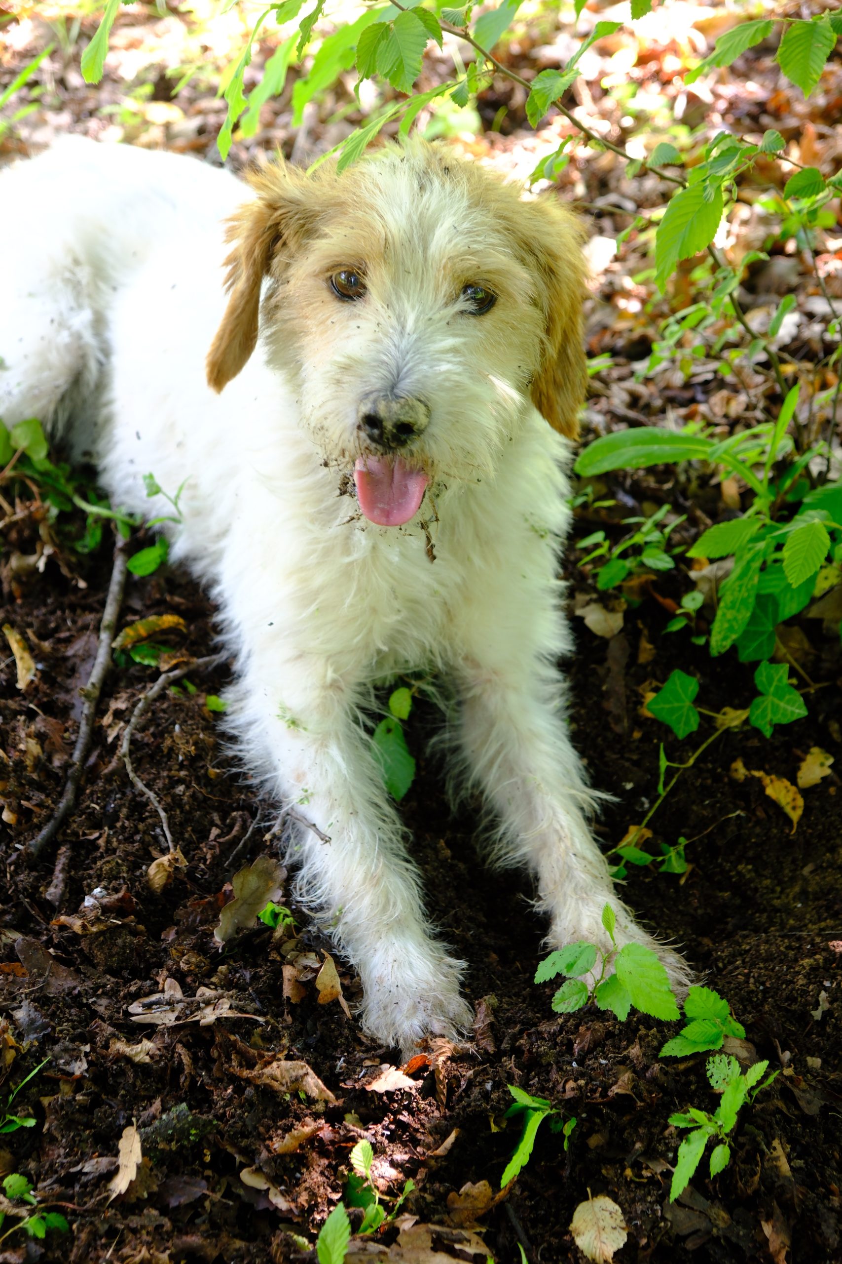 White and brown truffle dog standing among green leaves after searching the woods.
