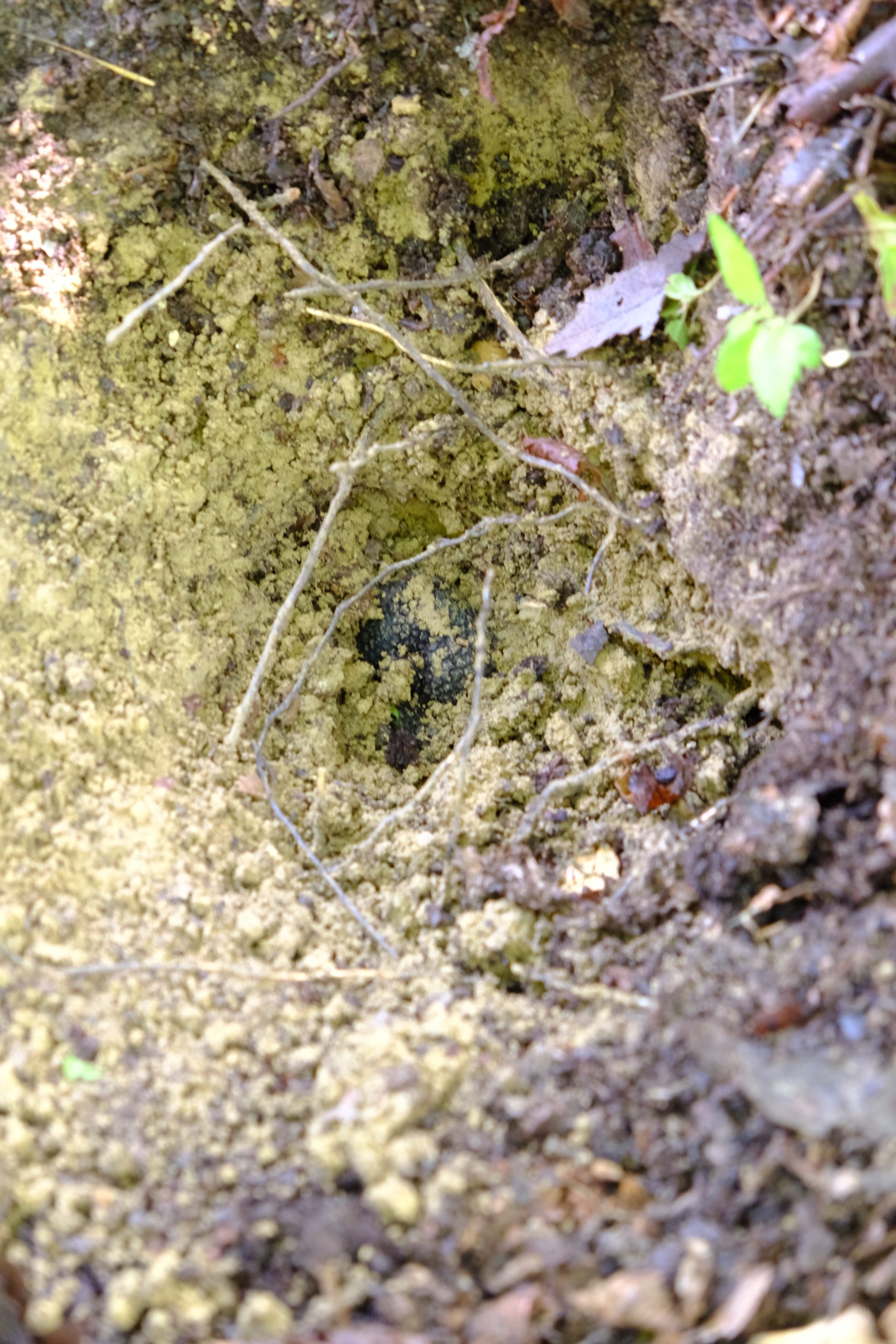 Careful excavation of a truffle from damp soil and tree roots during a hunt in Piedmont.