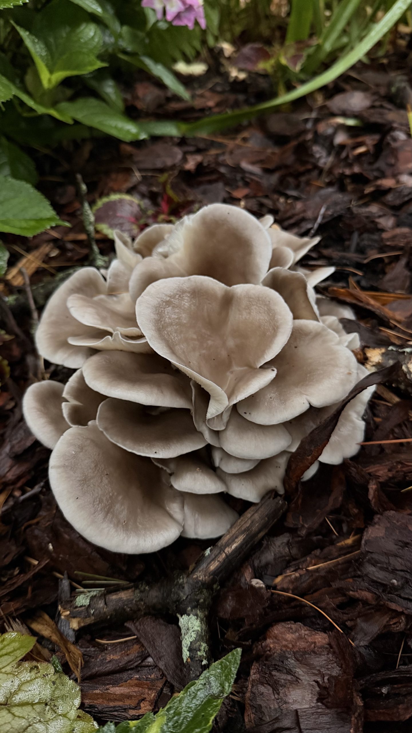 Dense pale oyster mushroom cluster rising through dark wet bark in the shade garden.
