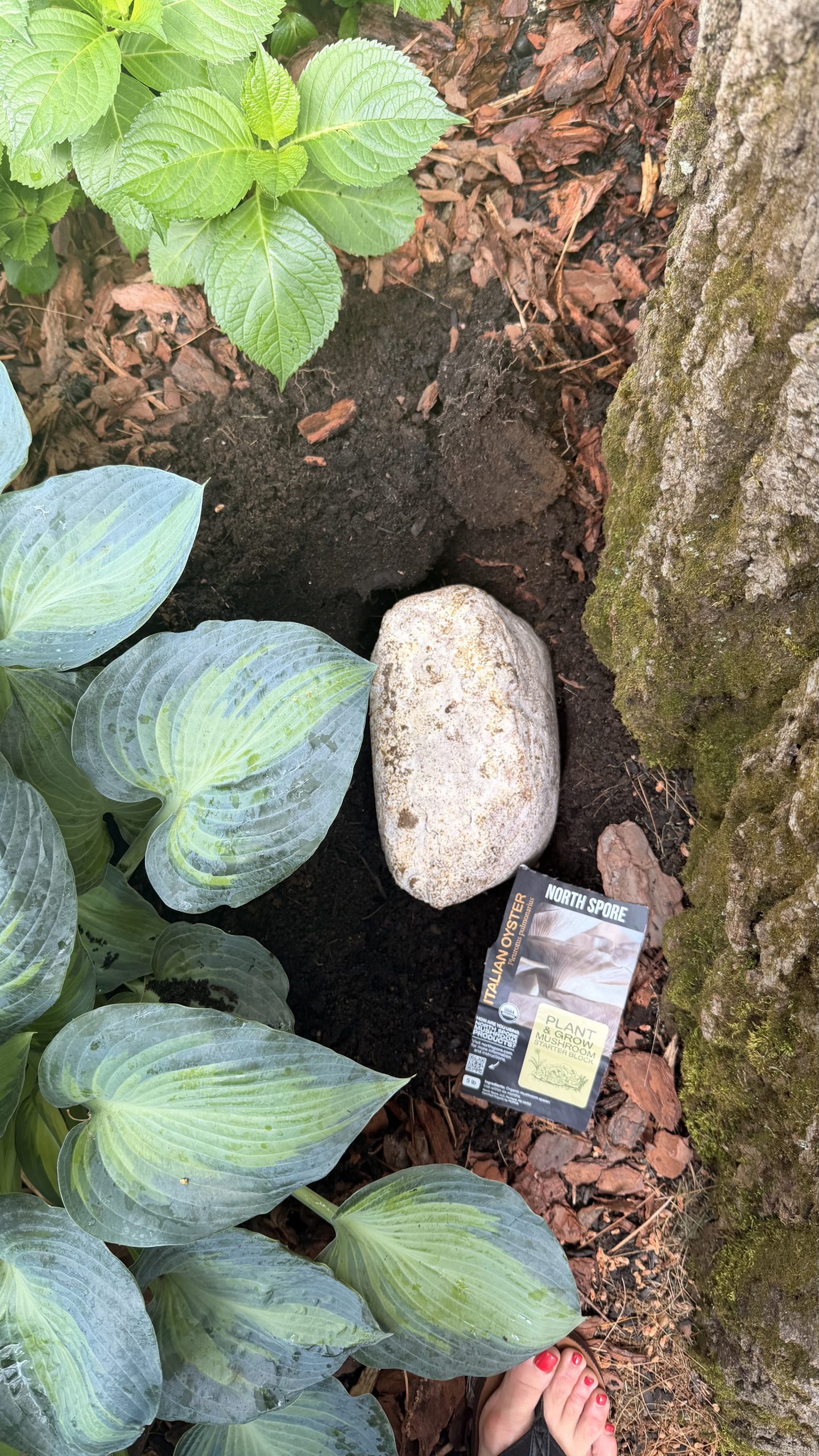 Italian oyster mushroom grow block nestled beside hostas at the base of an oak tree.