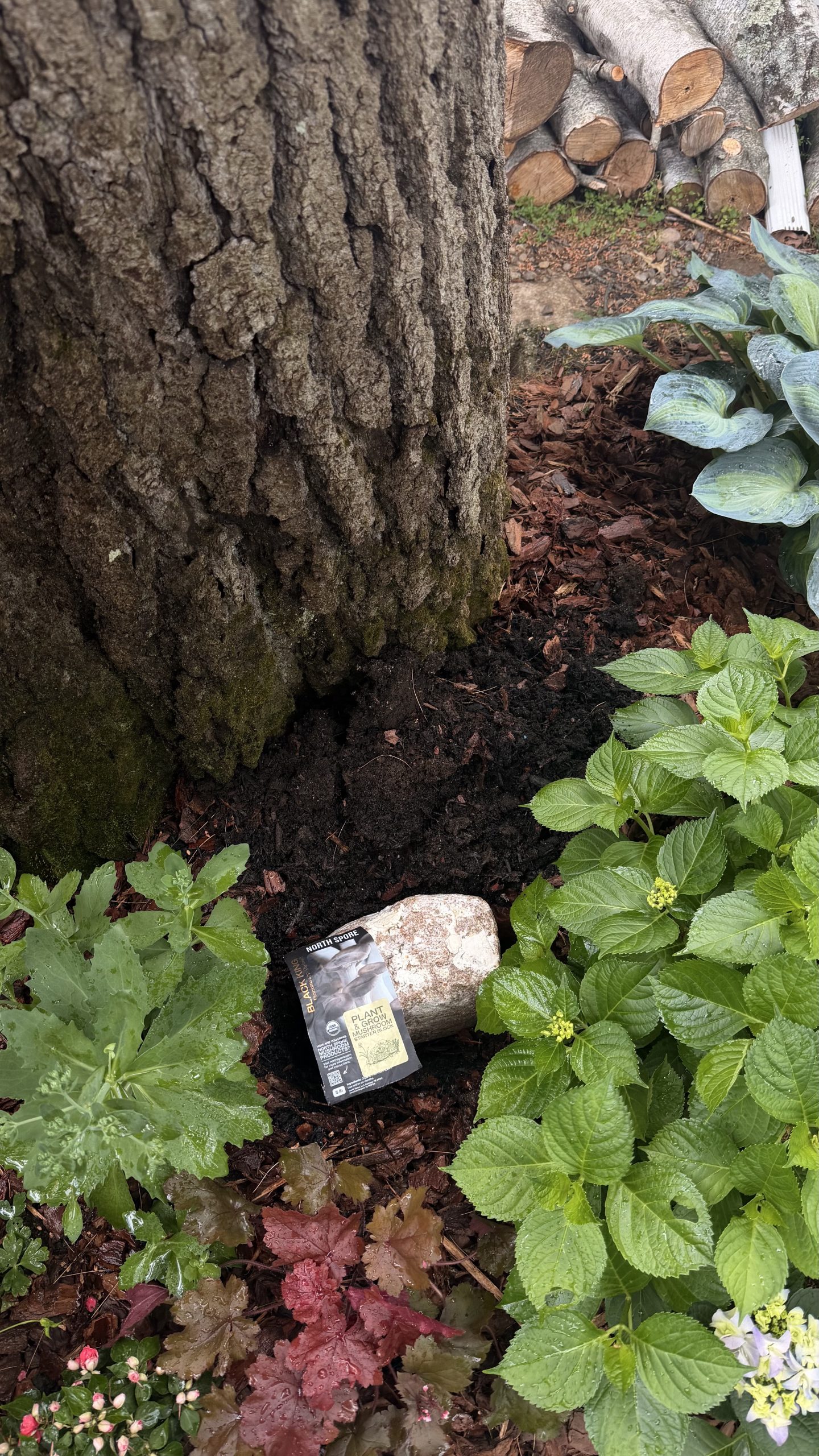 Mushroom grow block placed in a damp shade garden beneath an old oak tree.