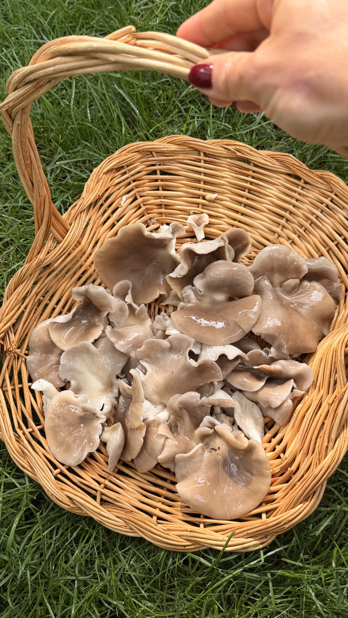 Freshly washed oyster mushrooms gathered in a woven basket on green grass.