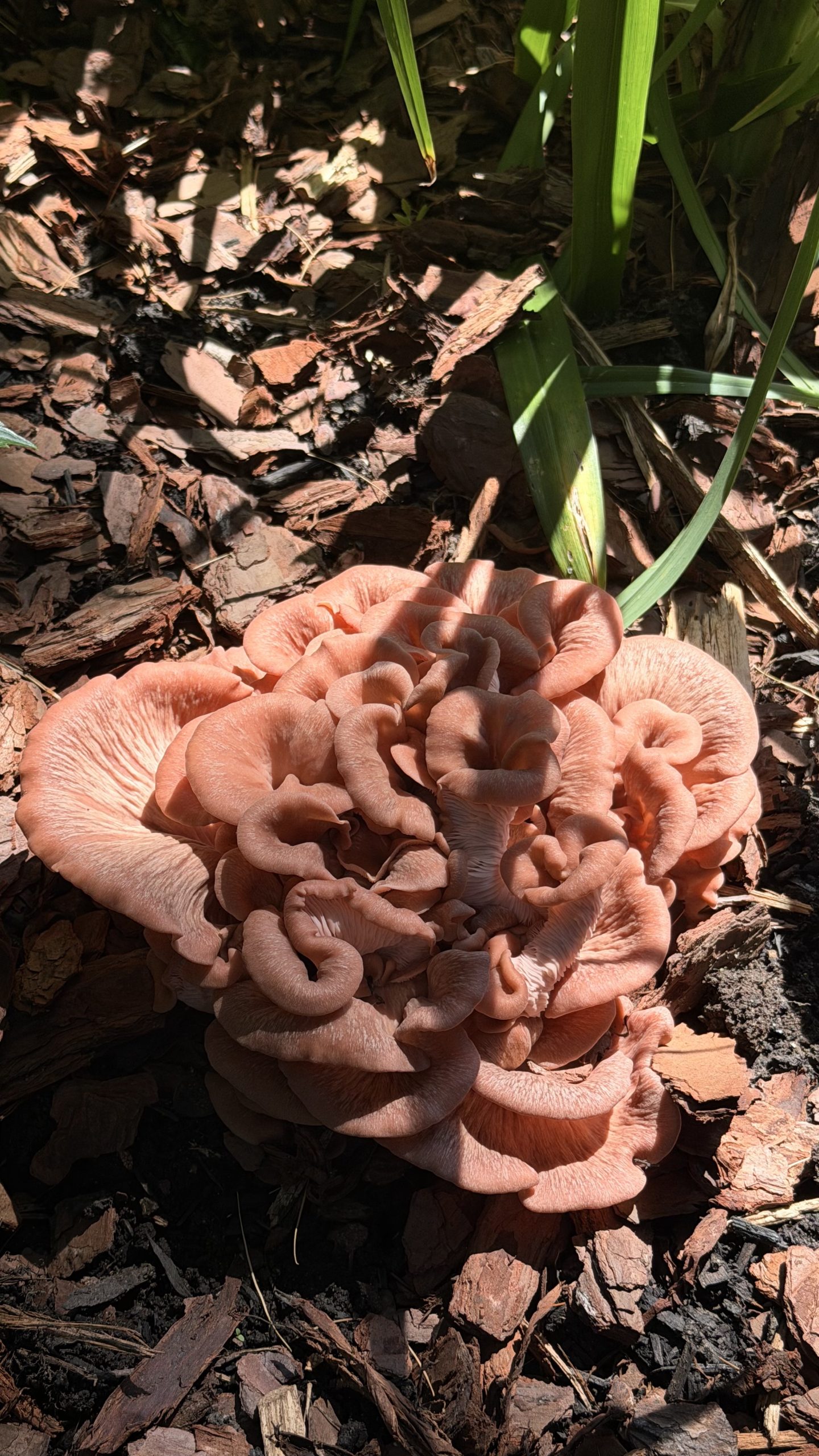 Large cluster of pink oyster mushrooms growing through pine bark in filtered sunlight.