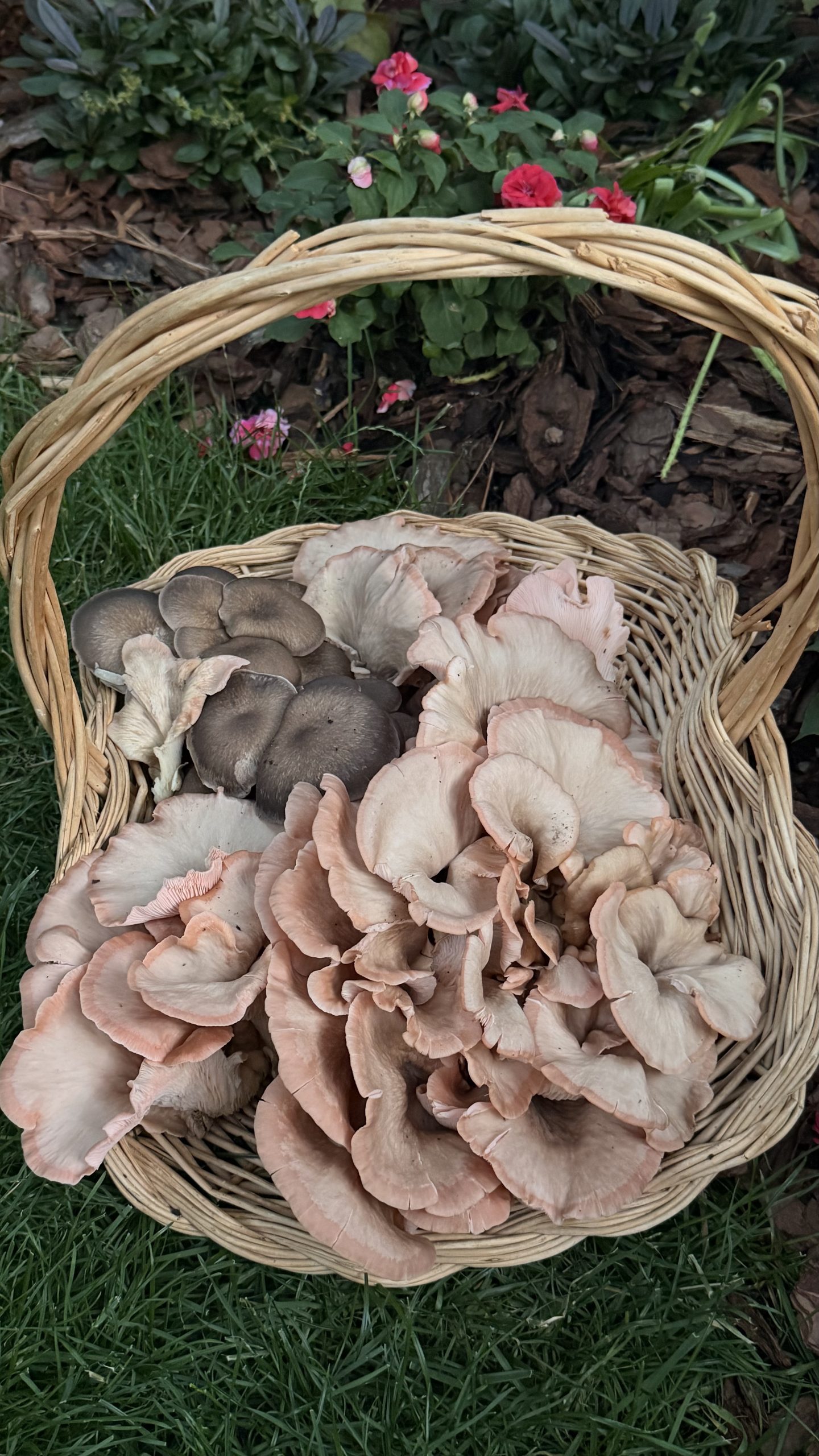 Woven basket filled with freshly harvested pink and blue-grey oyster mushrooms.