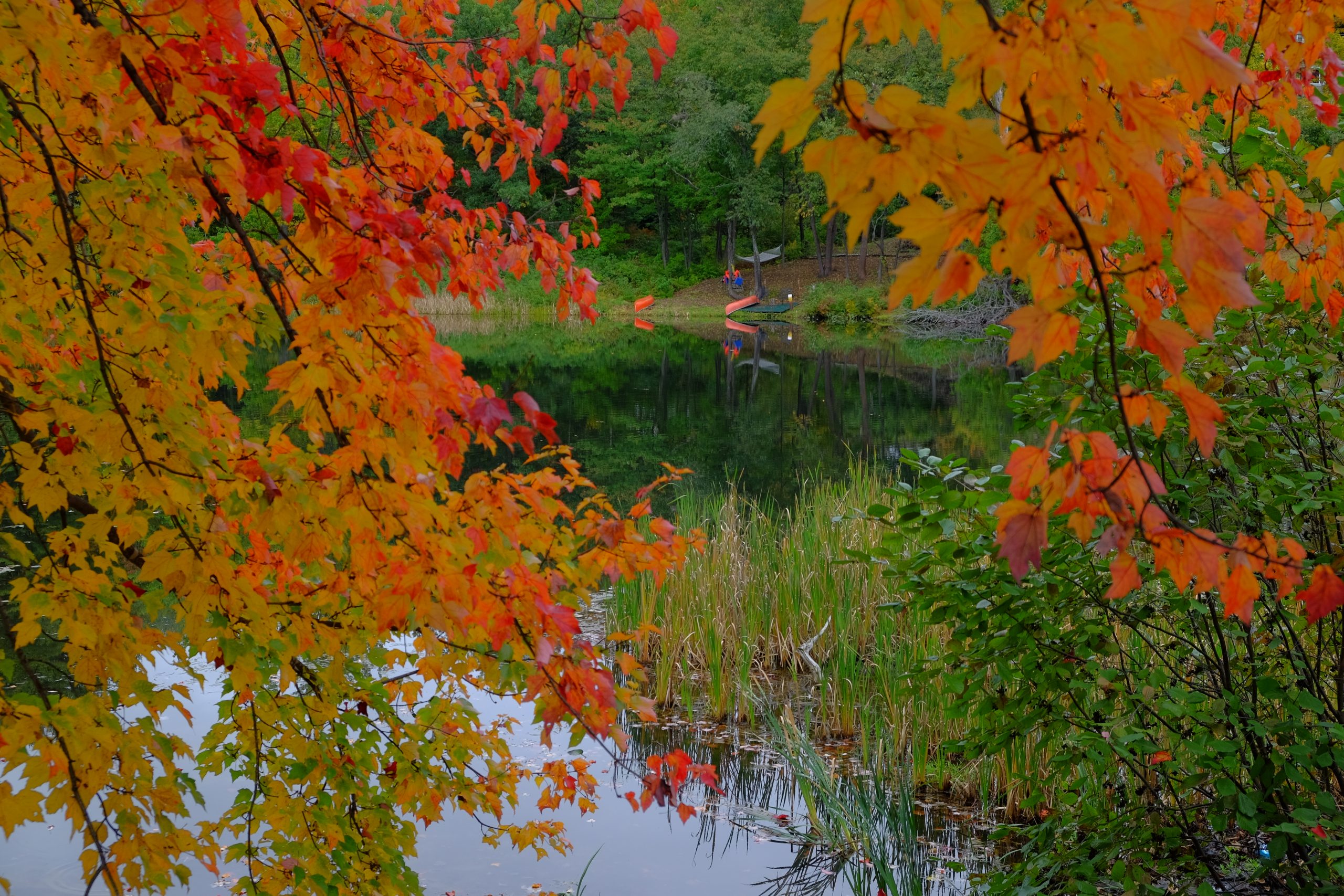 Quiet pond framed by red and orange maple leaves with canoes on the opposite shore.