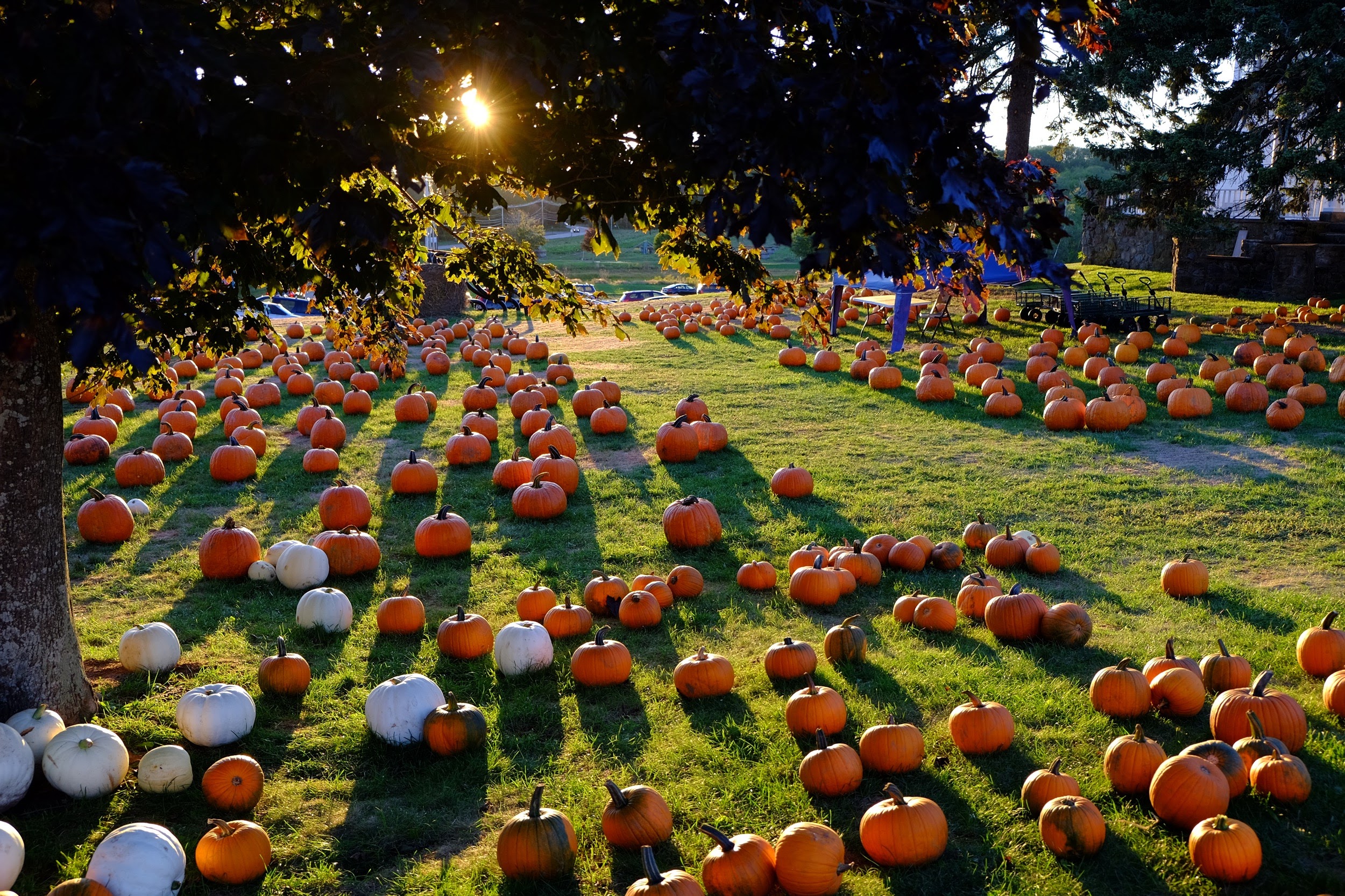Orange and white pumpkins spread across a grassy field beneath trees in warm autumn sunset light.