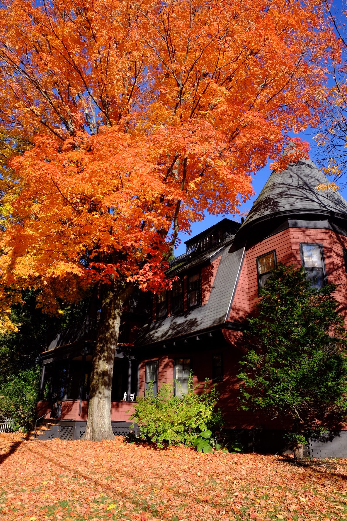 Historic red house beneath a brilliant orange maple tree on a clear autumn day.