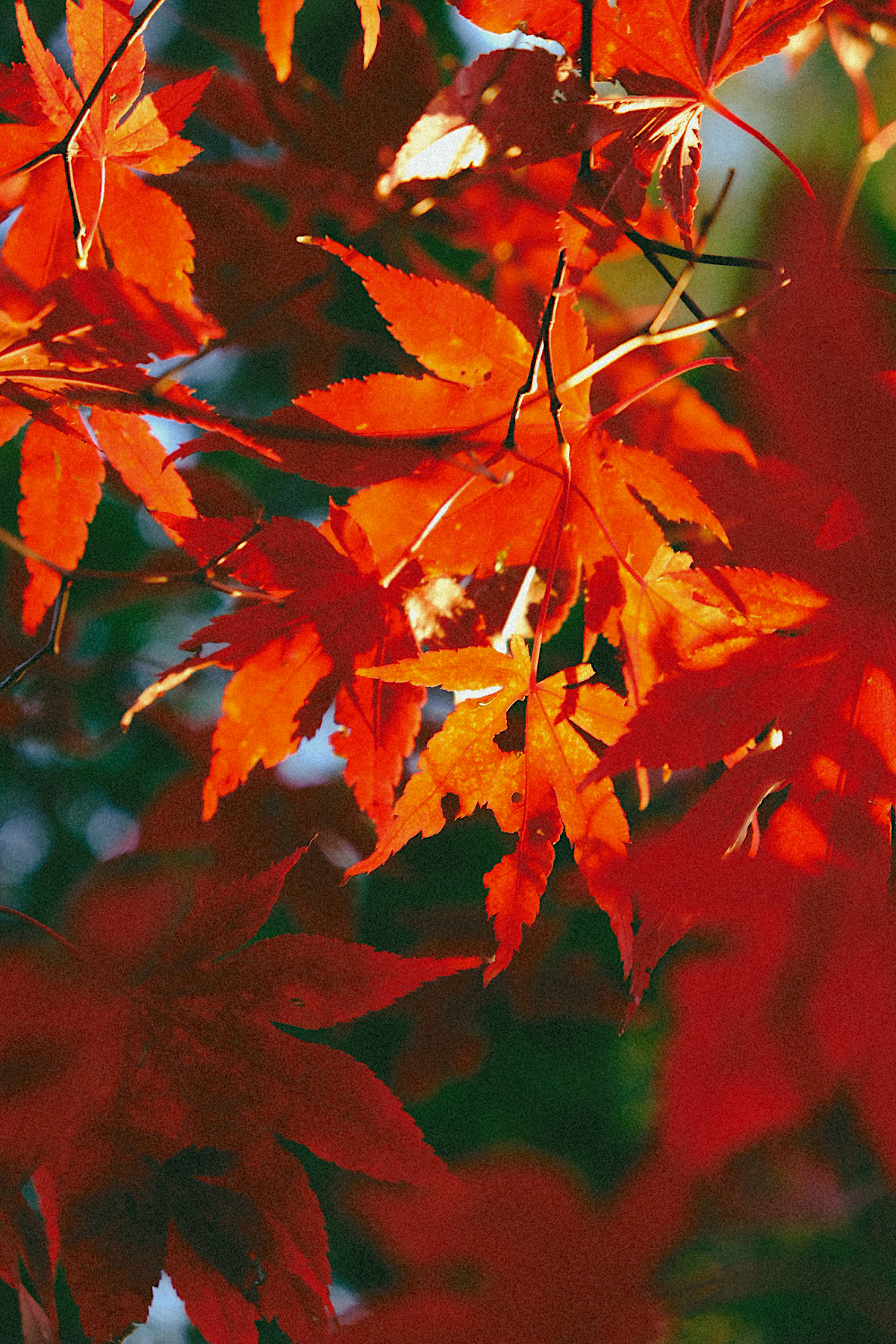 Close view of vivid red and orange maple leaves glowing in autumn sunlight.