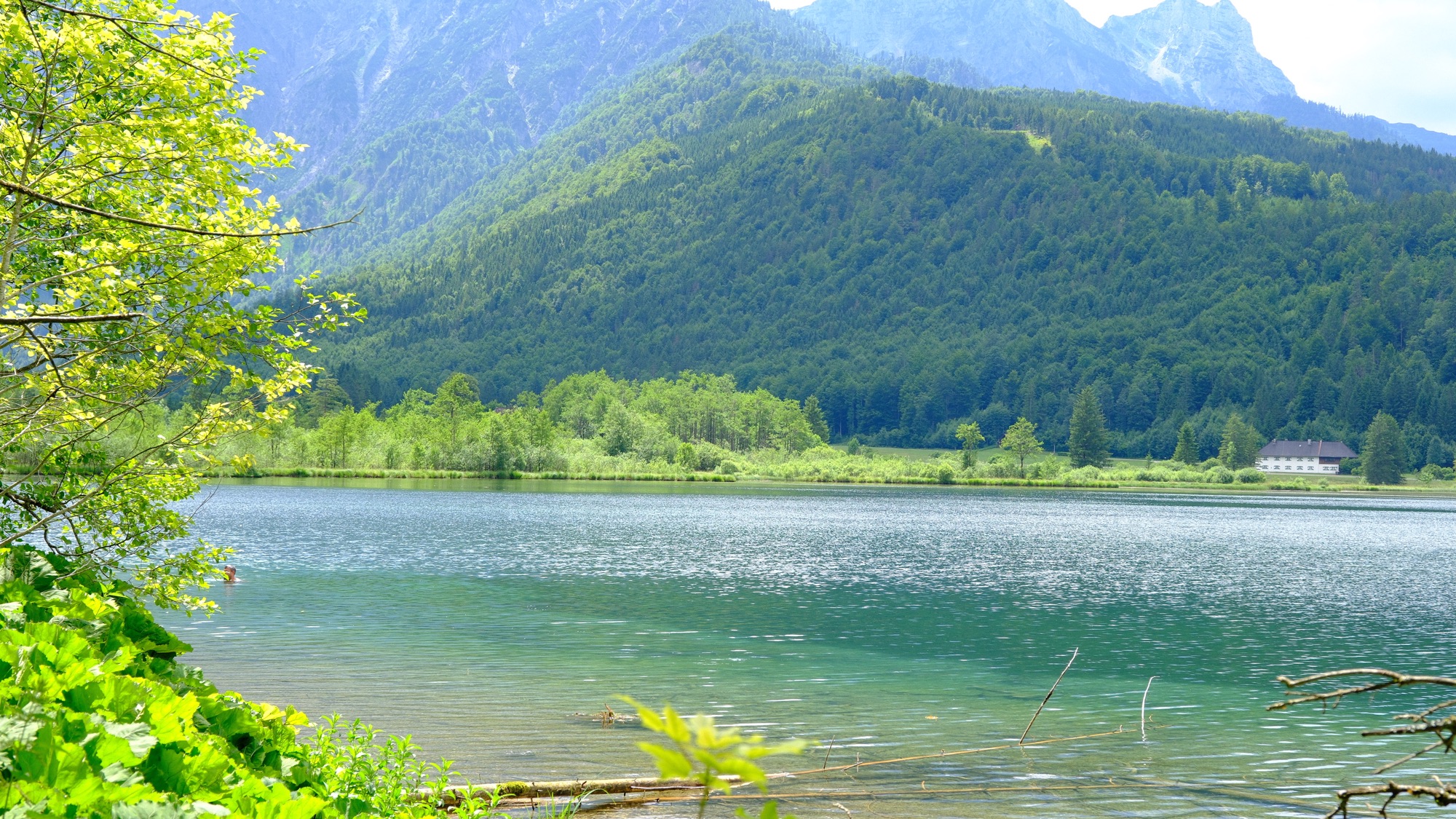 A sunlit green shoreline framed by leaves beside Almsee.