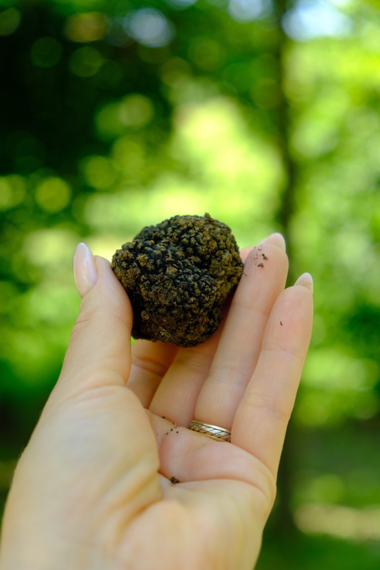 Following the Scent: Truffle Hunting in Piedmont