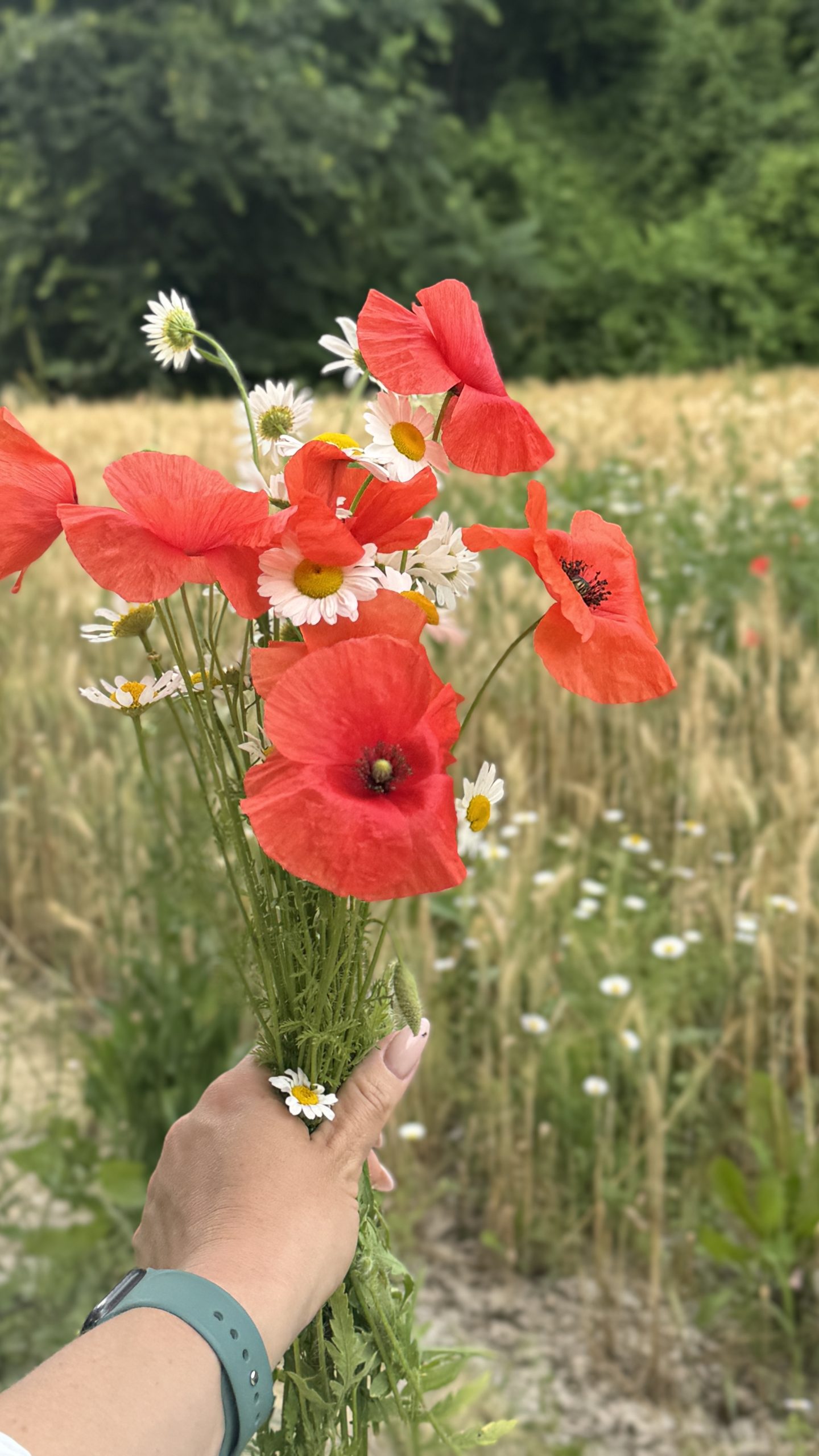 Fresh red poppies and white daisies gathered beside a field in the Langhe.