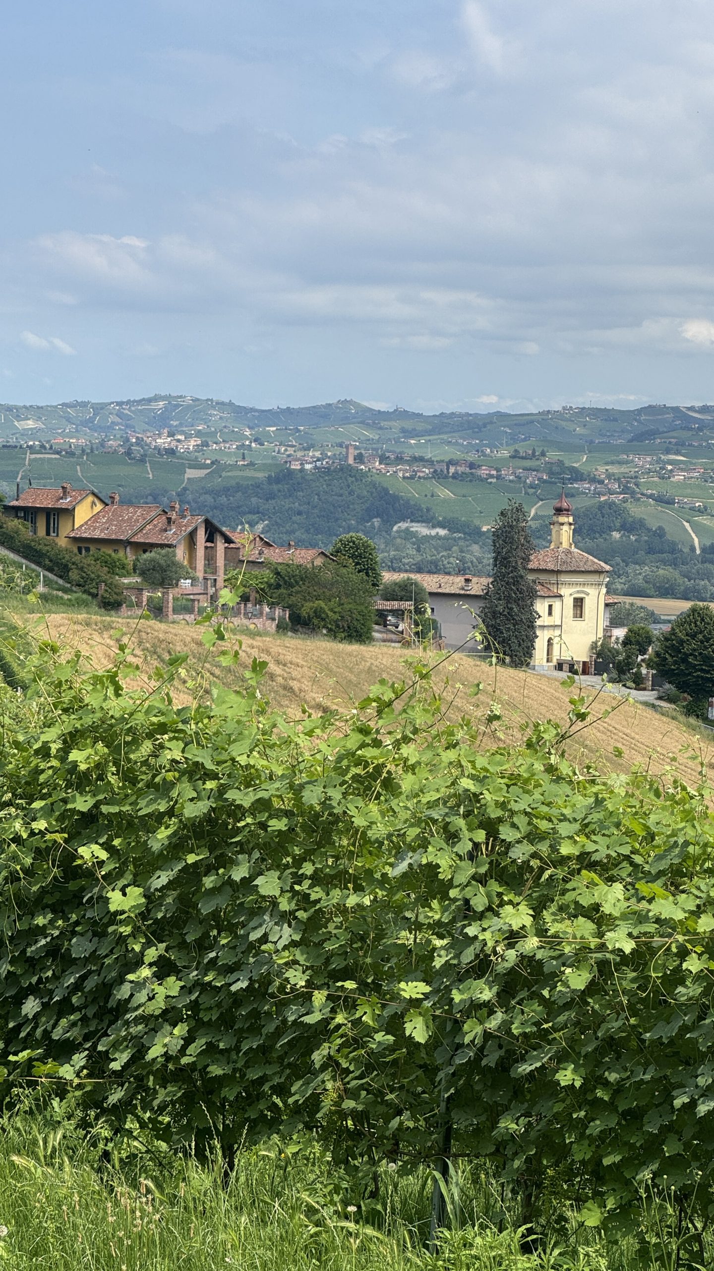 Vines, a small church and layered vineyard hills in the Langhe region of Piedmont.