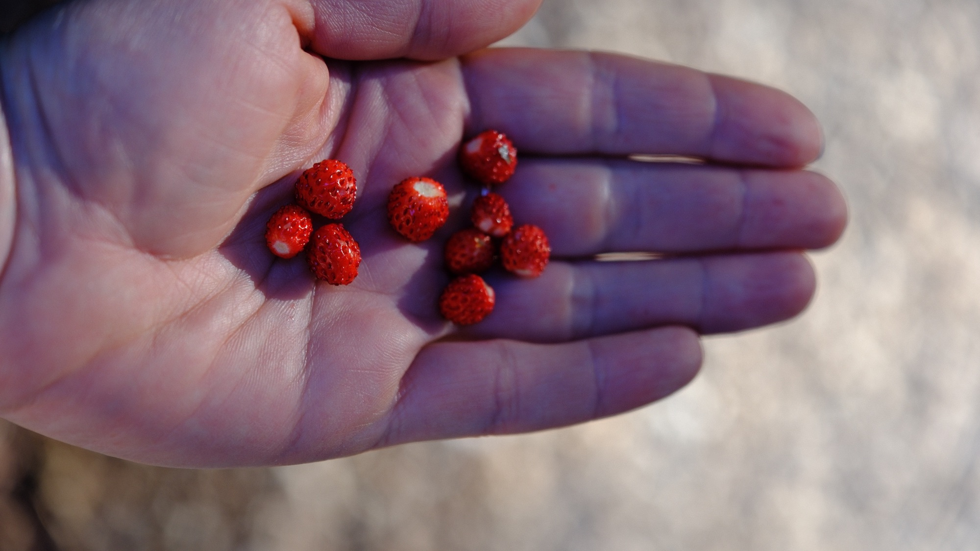 Tiny wild strawberries found beside a forest path in the Almtal.