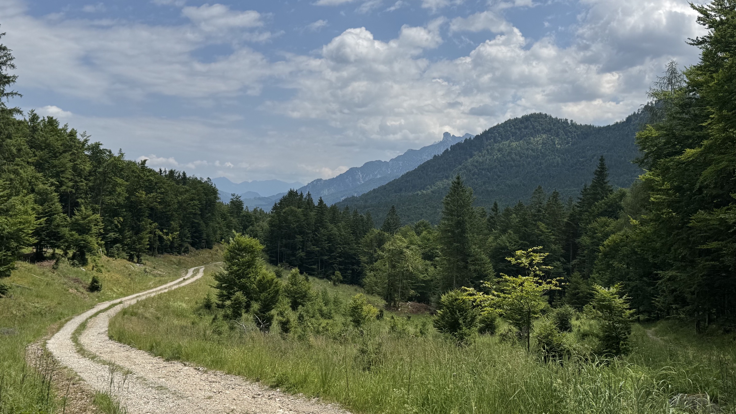 A pale gravel road winding through the forested mountains near Almsee.