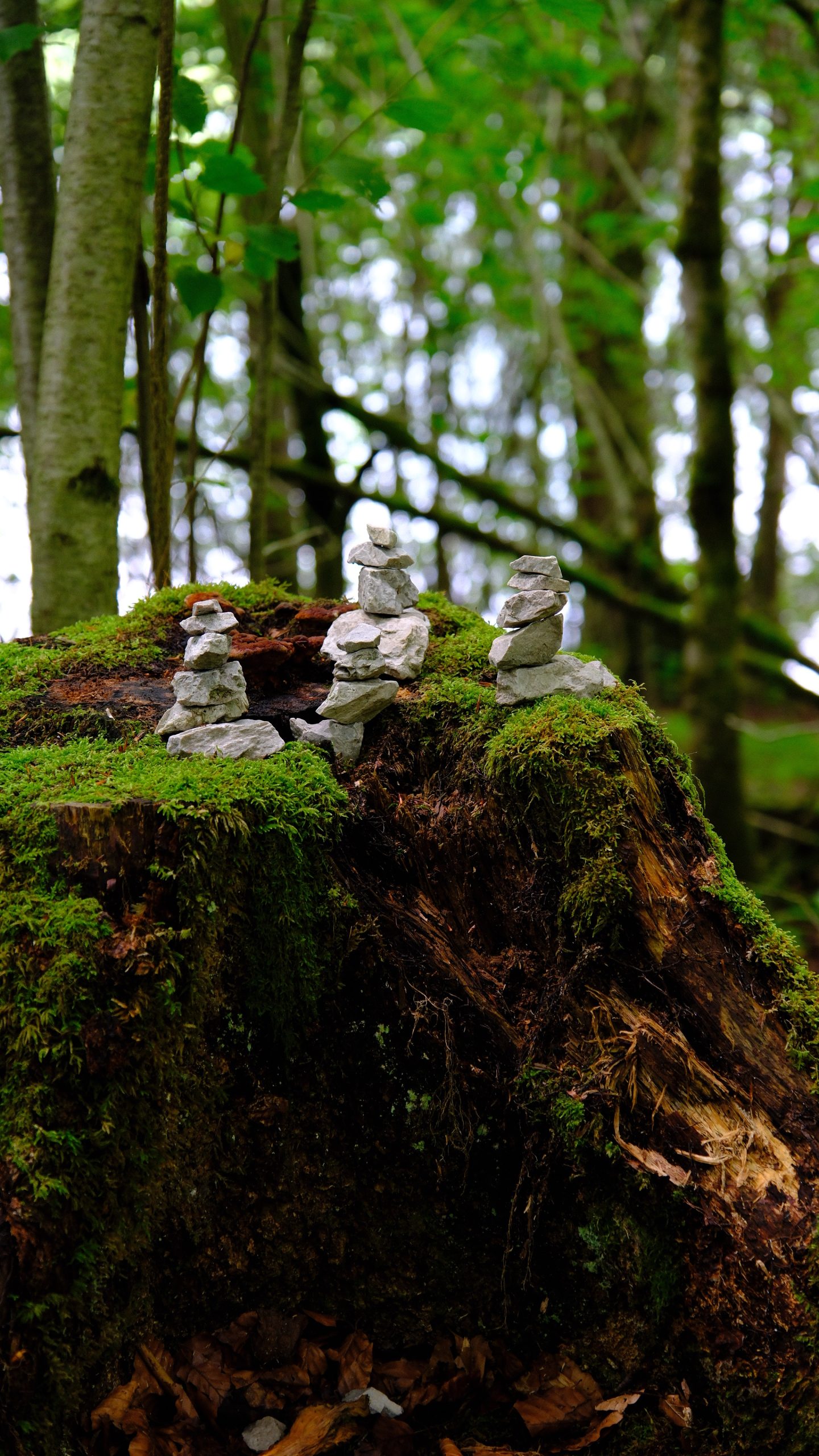 Tiny stone cairns balanced on a moss-covered tree stump in the forest near Almsee.