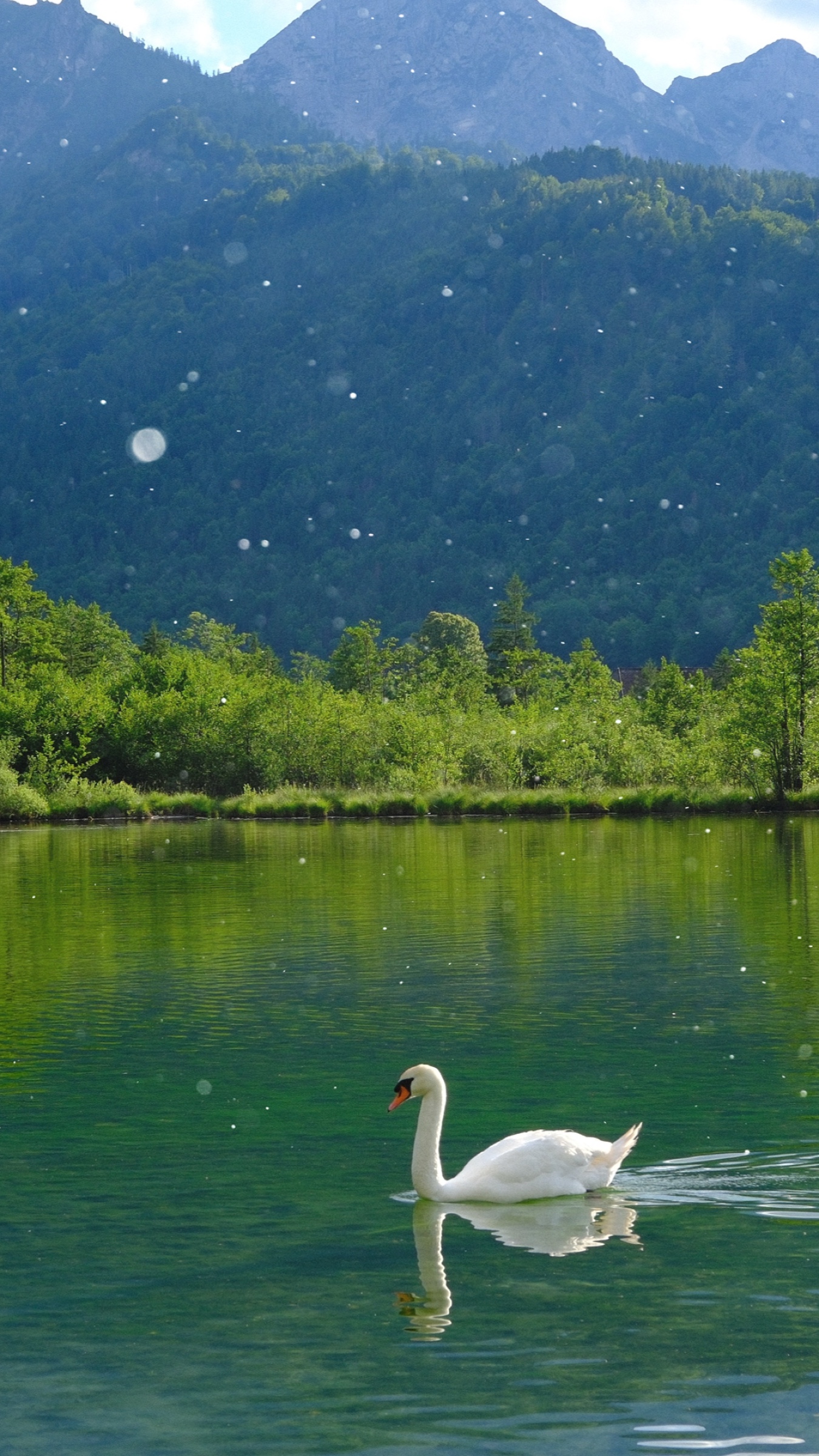 A mute swan gliding through teal water beneath the mountains at Almsee.