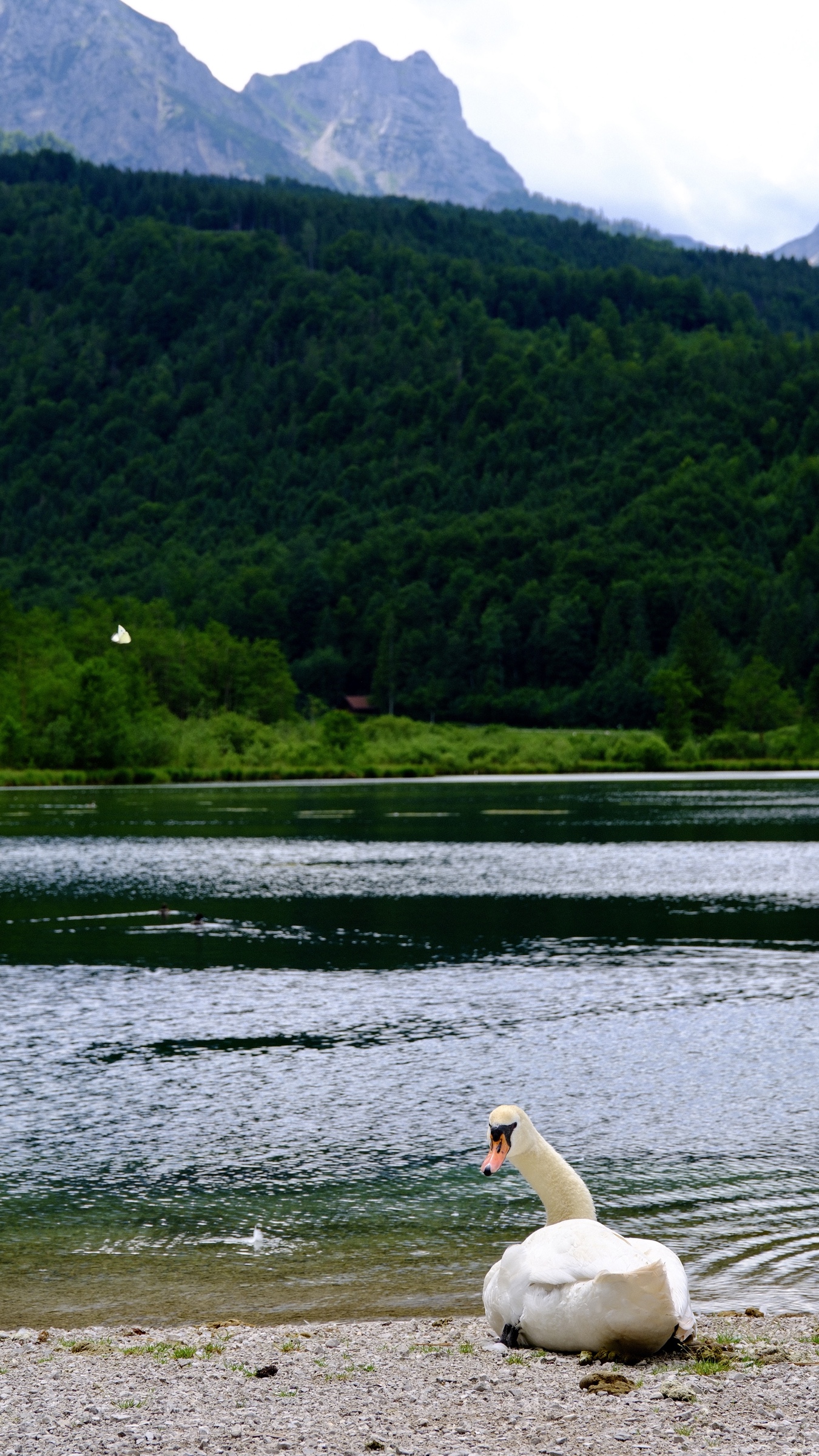 A mute swan resting beside Almsee with forest and mountains rising behind it.