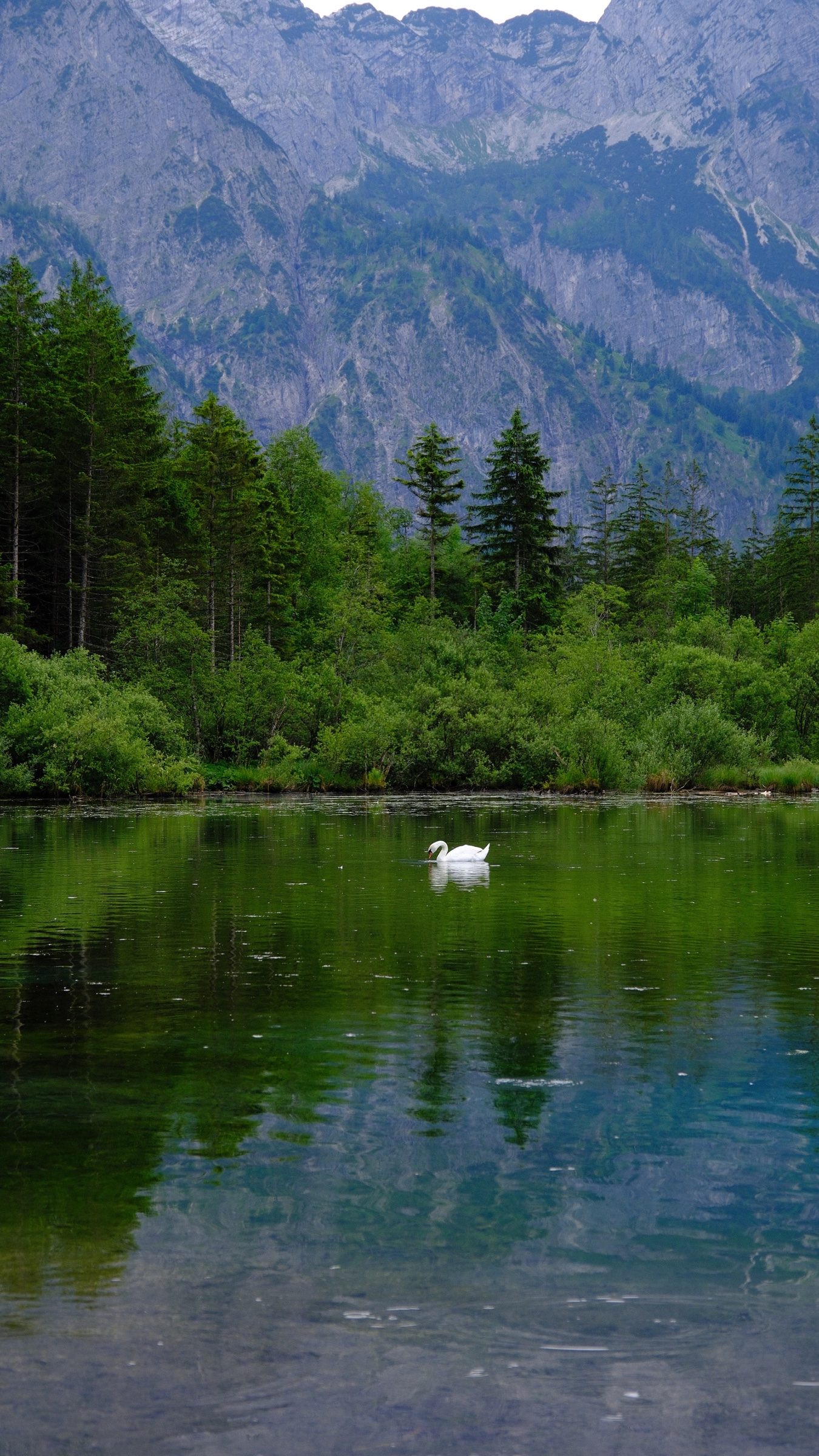 A lone swan crossing the green water of Almsee beneath the immense limestone mountain wall.