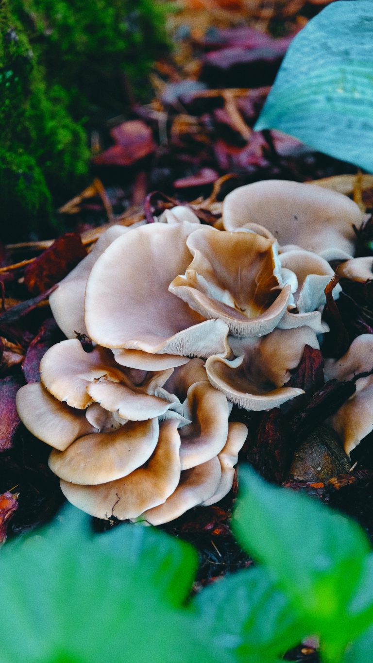 What Grew in the Shade: A Summer of Backyard Mushrooms