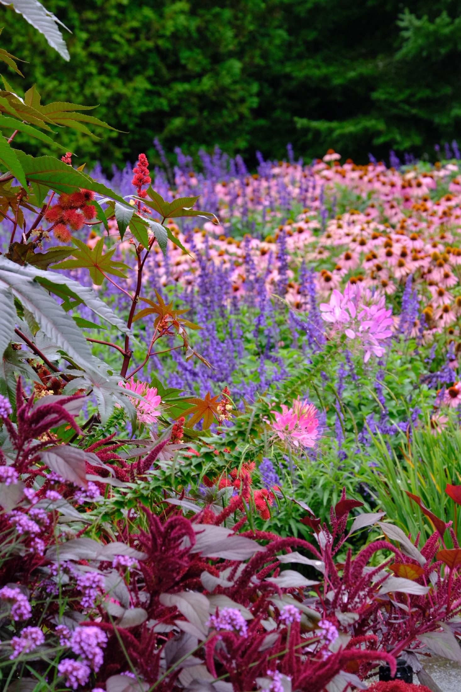 Late-August garden layered with burgundy amaranth, pink coneflowers and violet flower spikes.