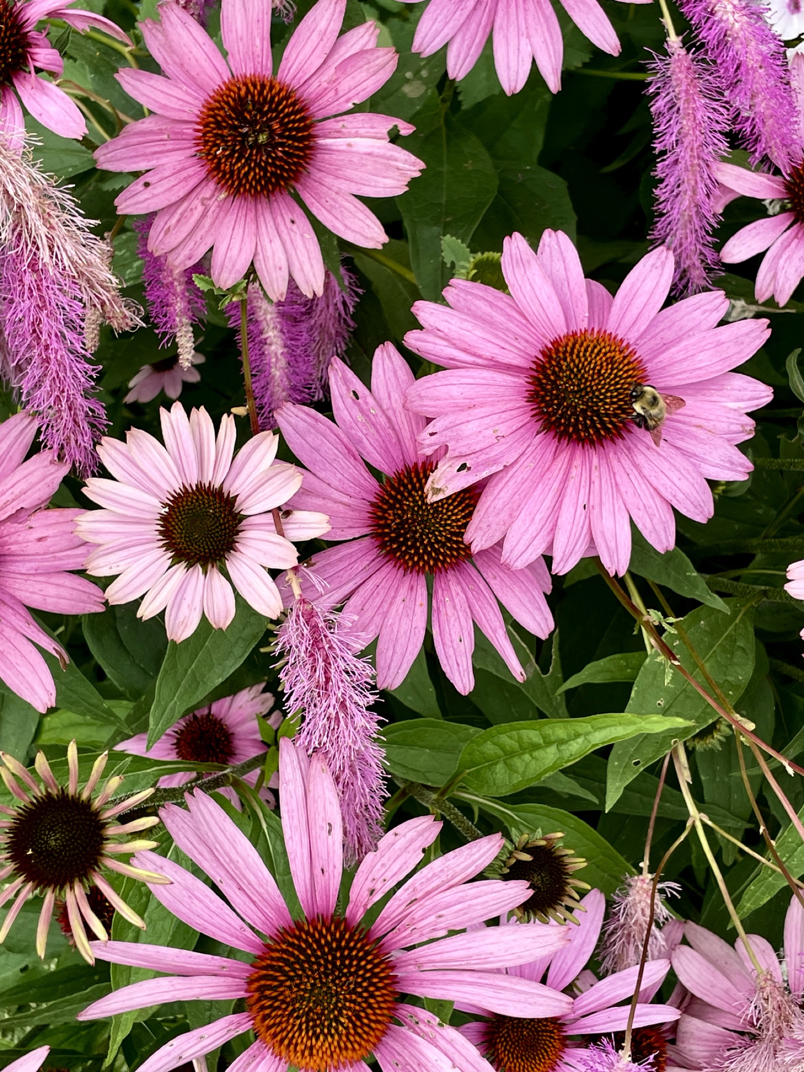 Pink coneflowers and pale flower spikes with a bumblebee feeding in the late-summer garden.