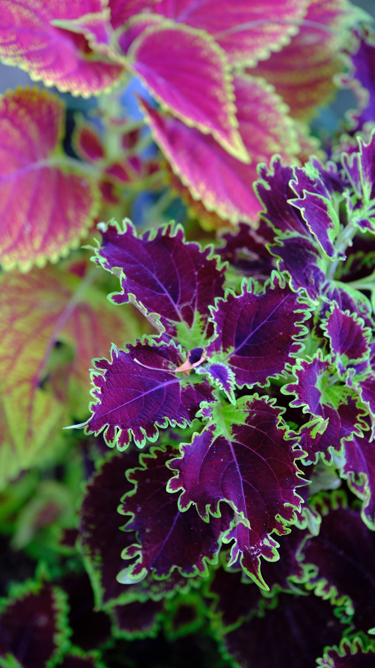 Burgundy coleus leaves edged in bright green against pink foliage.
