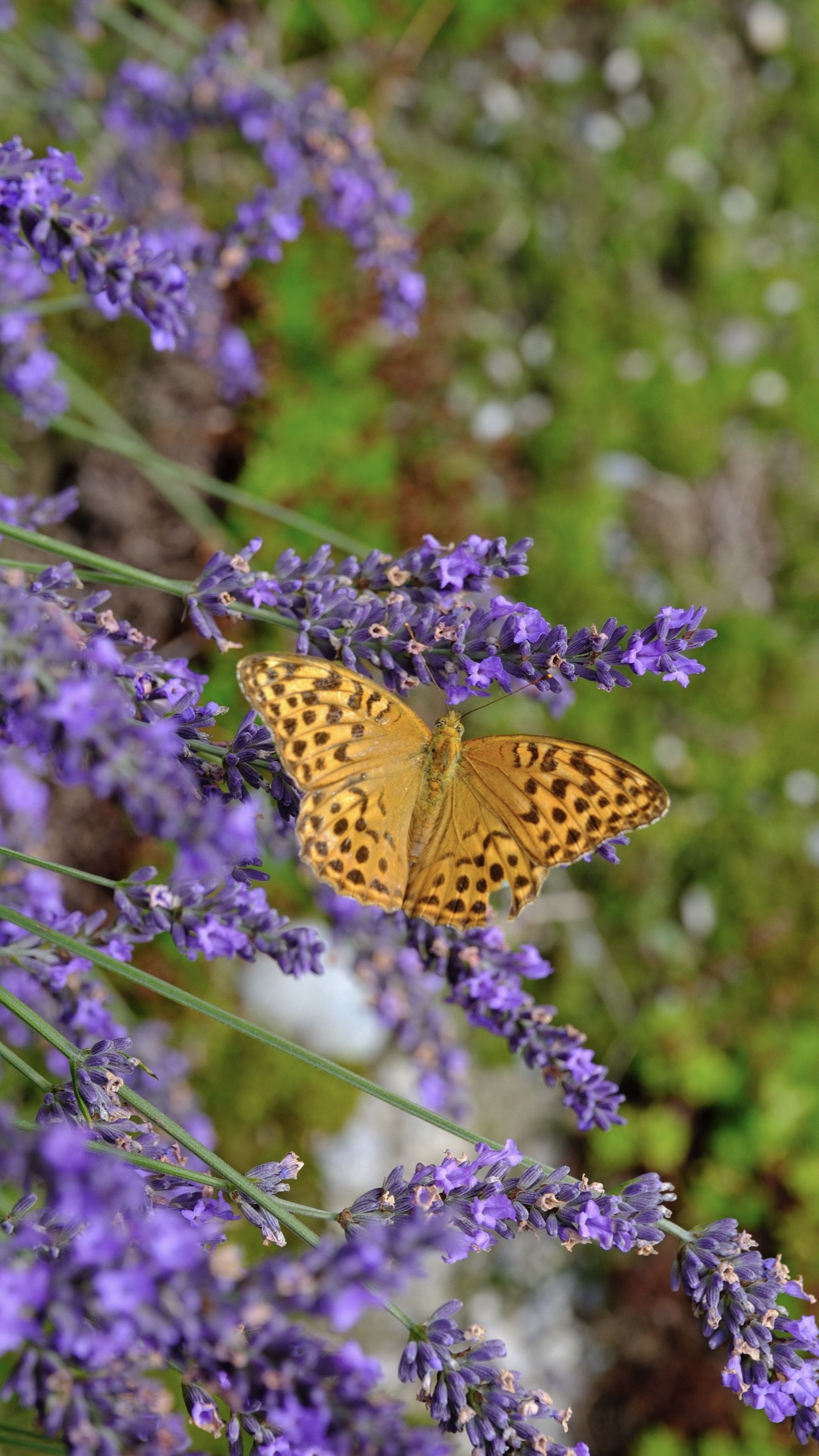 Orange butterfly resting with open wings on purple lavender flowers.