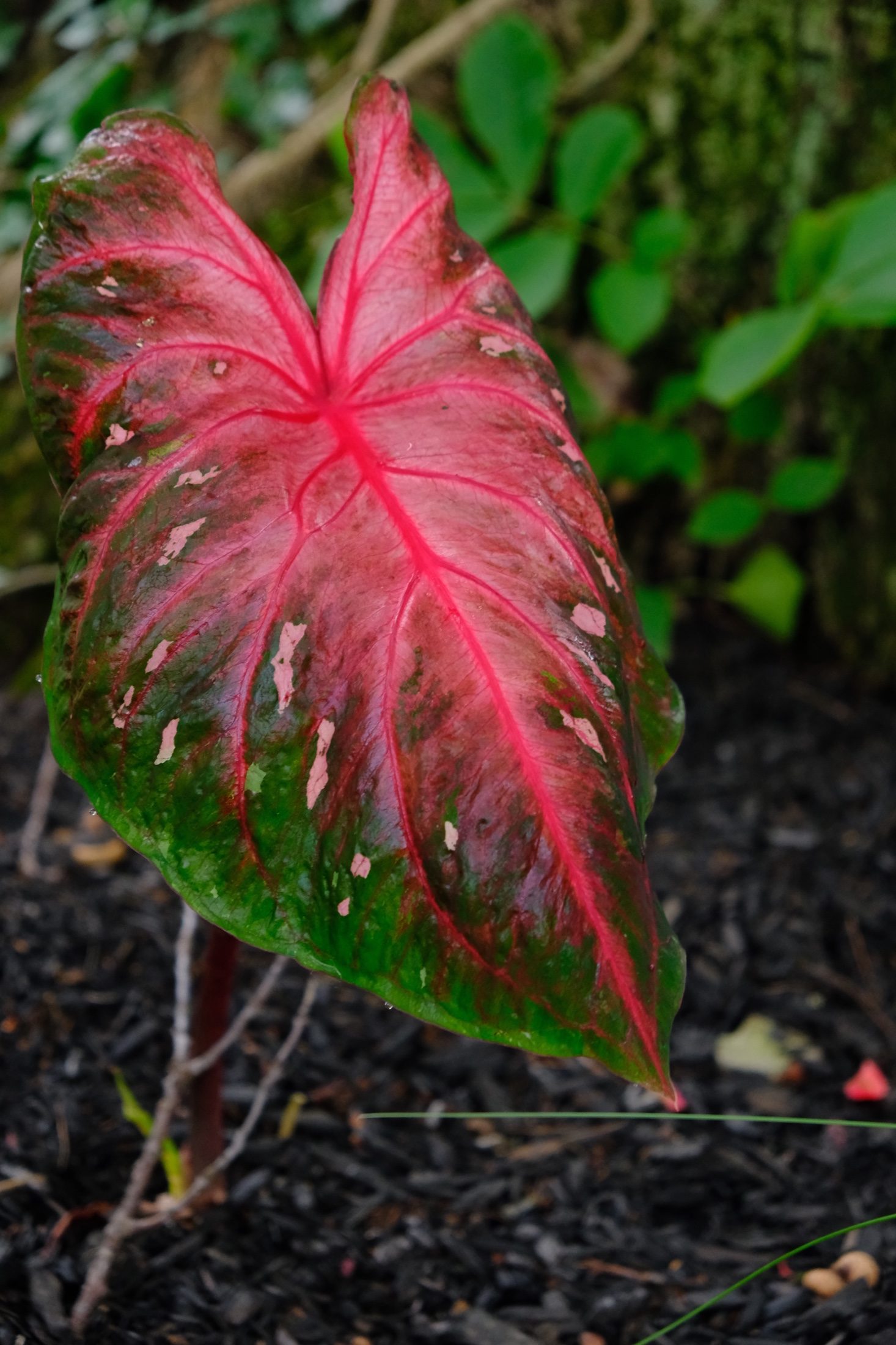 Large caladium leaf mottled in watermelon pink and deep green.