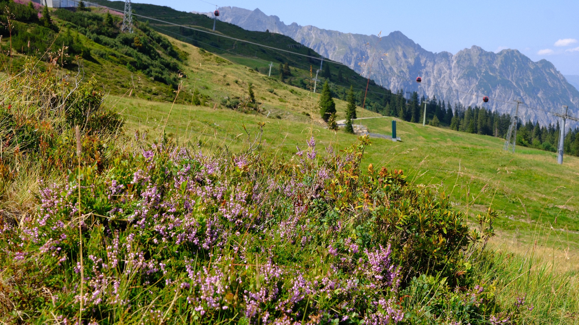 Alpine wildflowers growing beside the Golm research trail