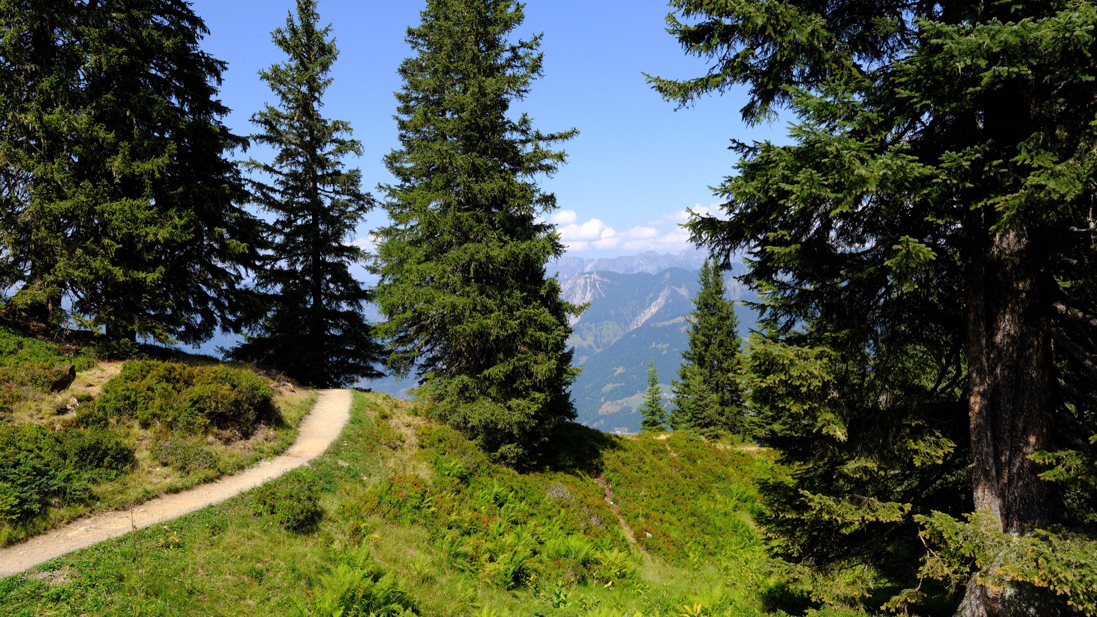 A narrow walking path curving between fir trees on Golm