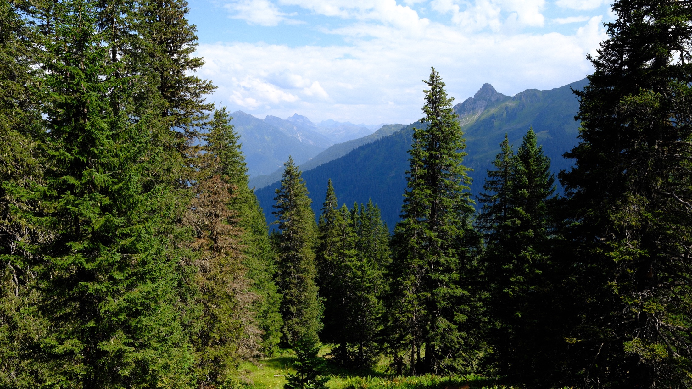 A mountain view appearing through a dark evergreen forest