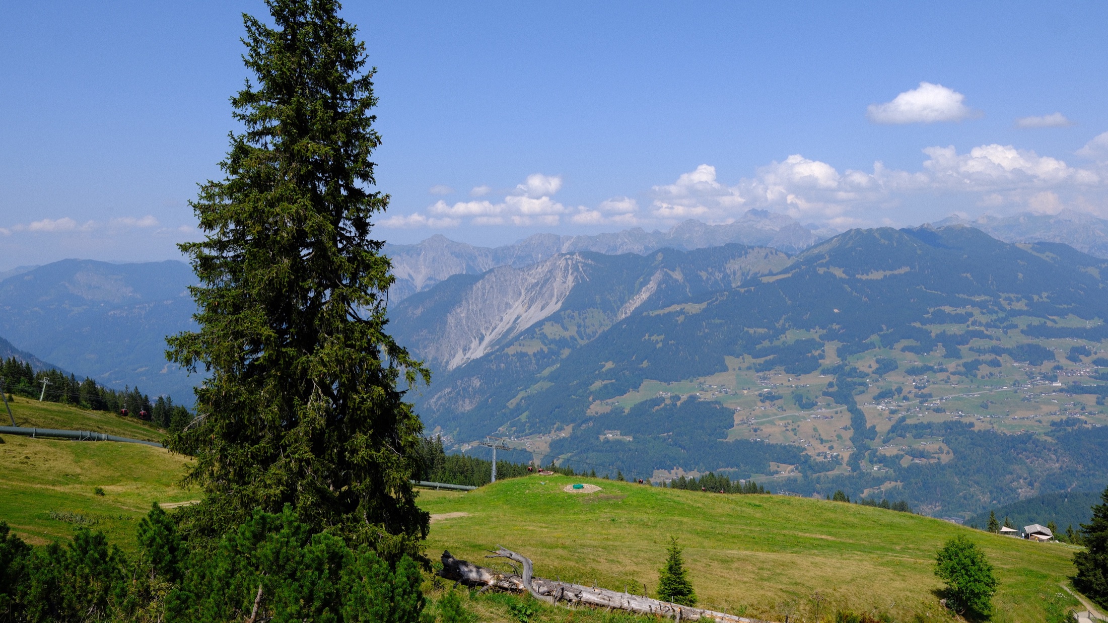 A solitary evergreen above the Montafon valley on Golm mountain