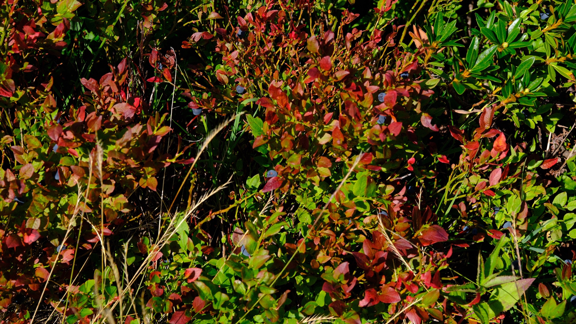 Red and green wild berry foliage beside the trail