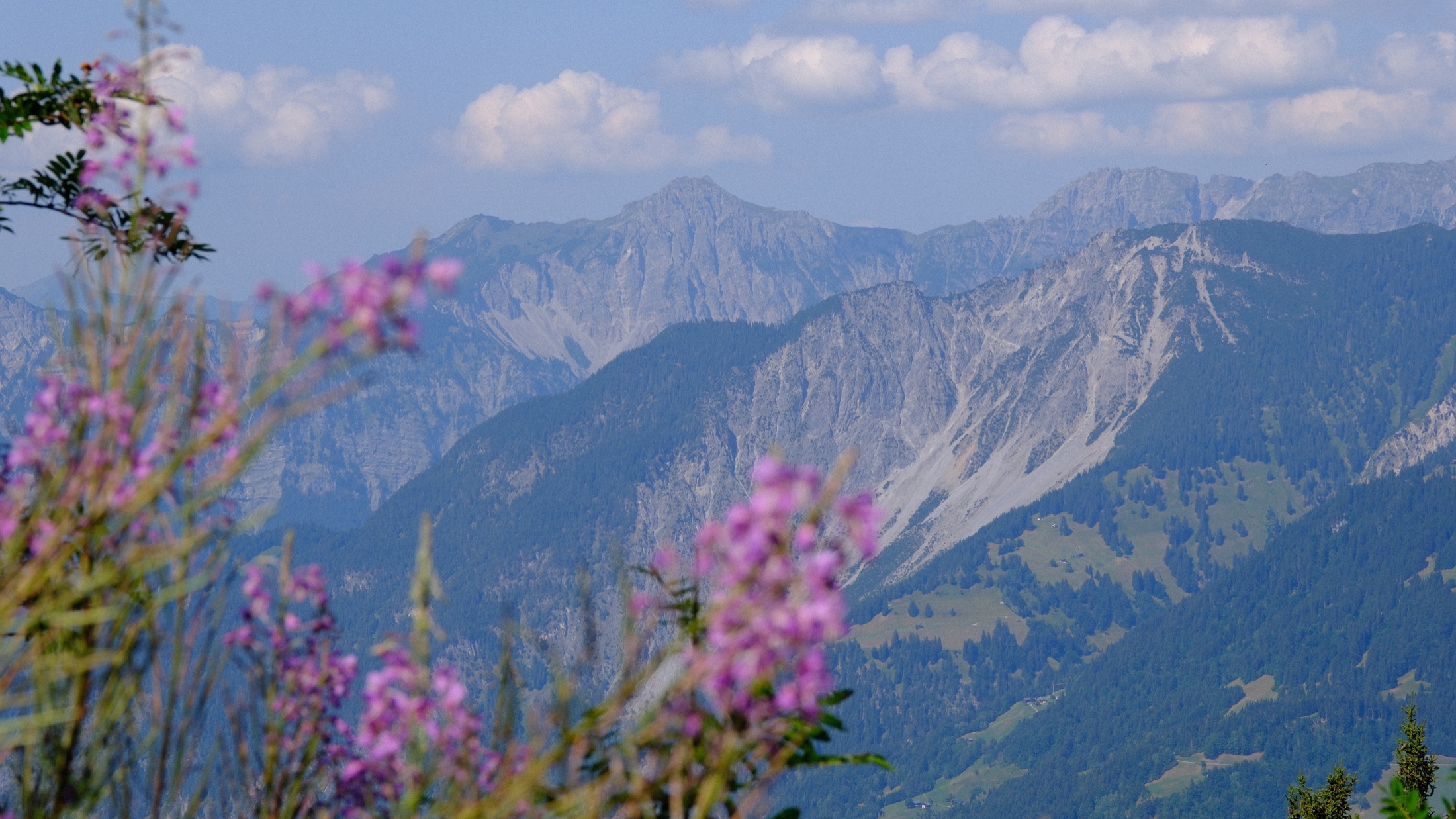 Purple alpine wildflowers against the distant mountain range