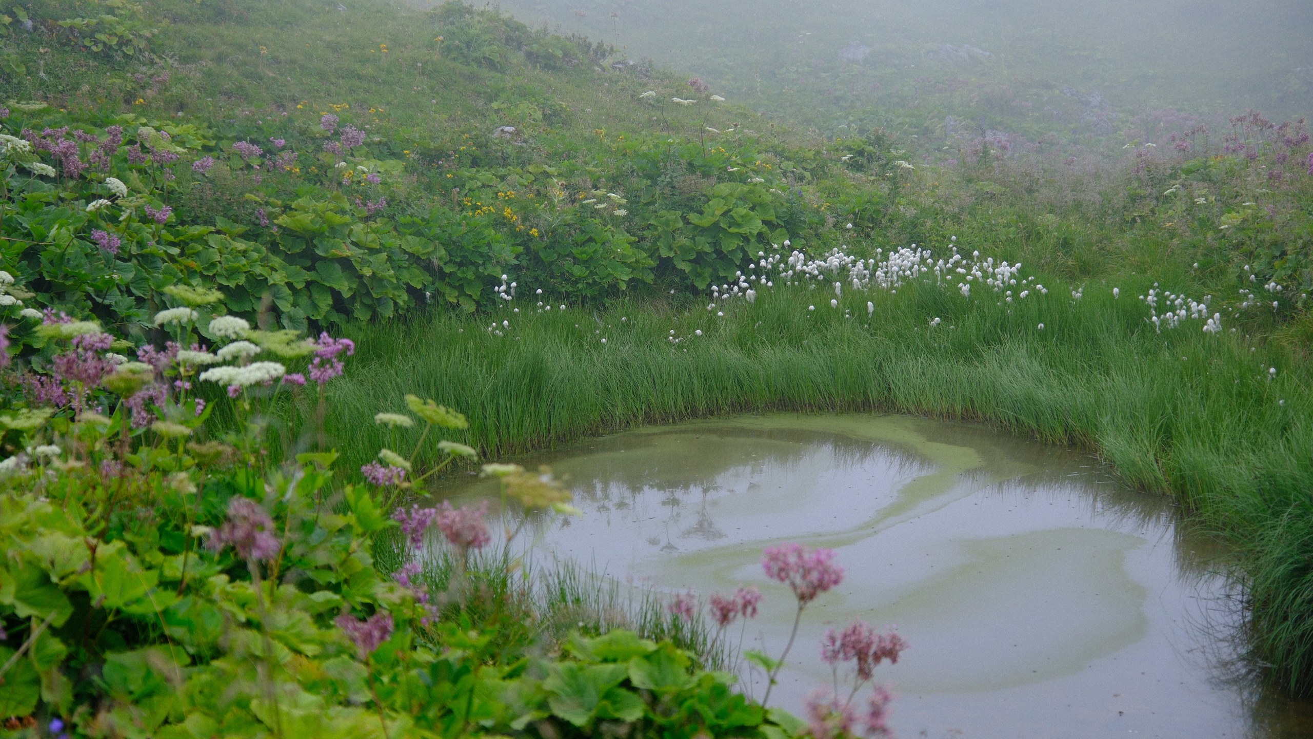 A small rain-filled mountain pool surrounded by green leaves and pink flowers.