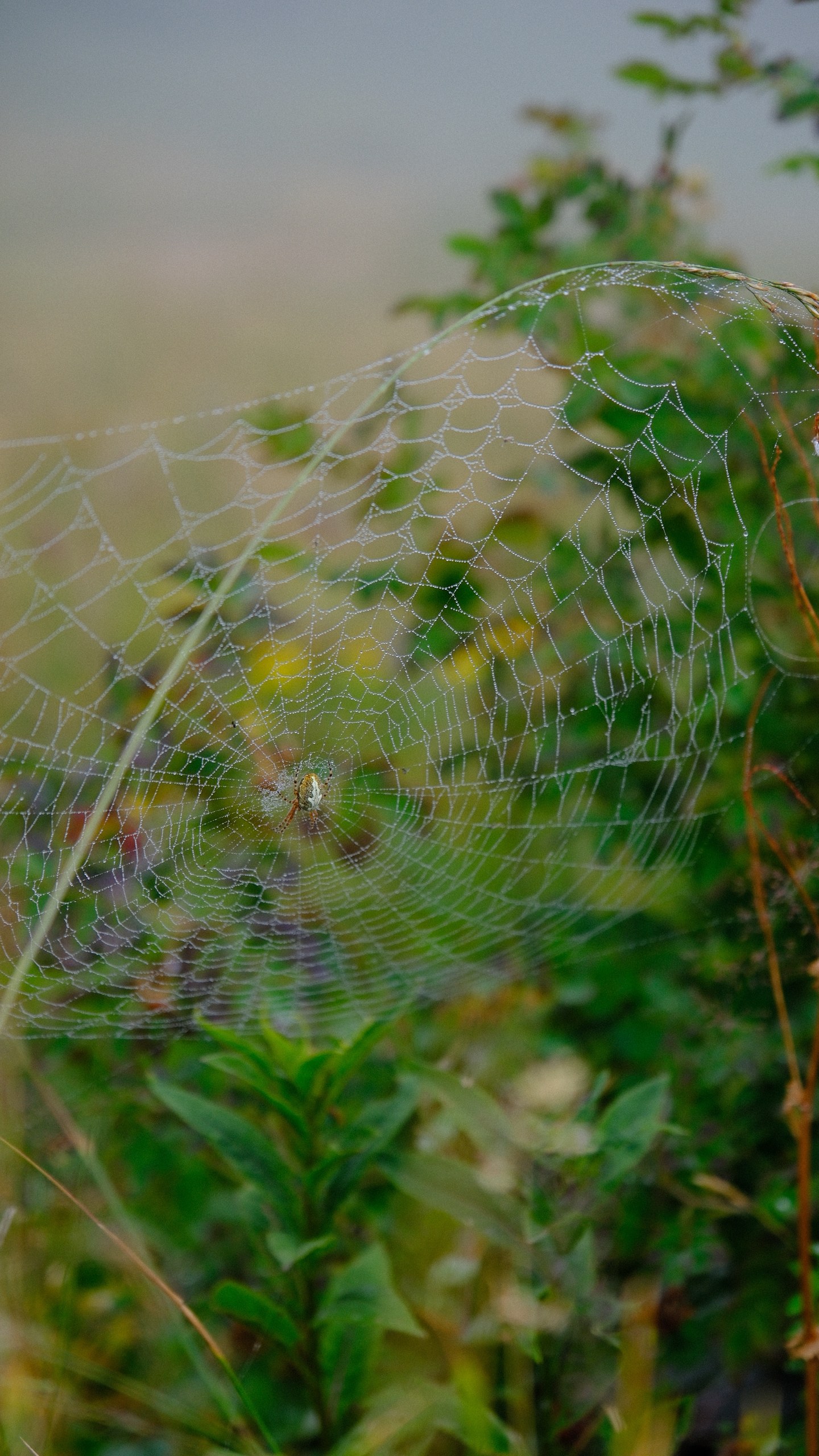 A delicate spiderweb stretched through rain-wet Alpine plants.