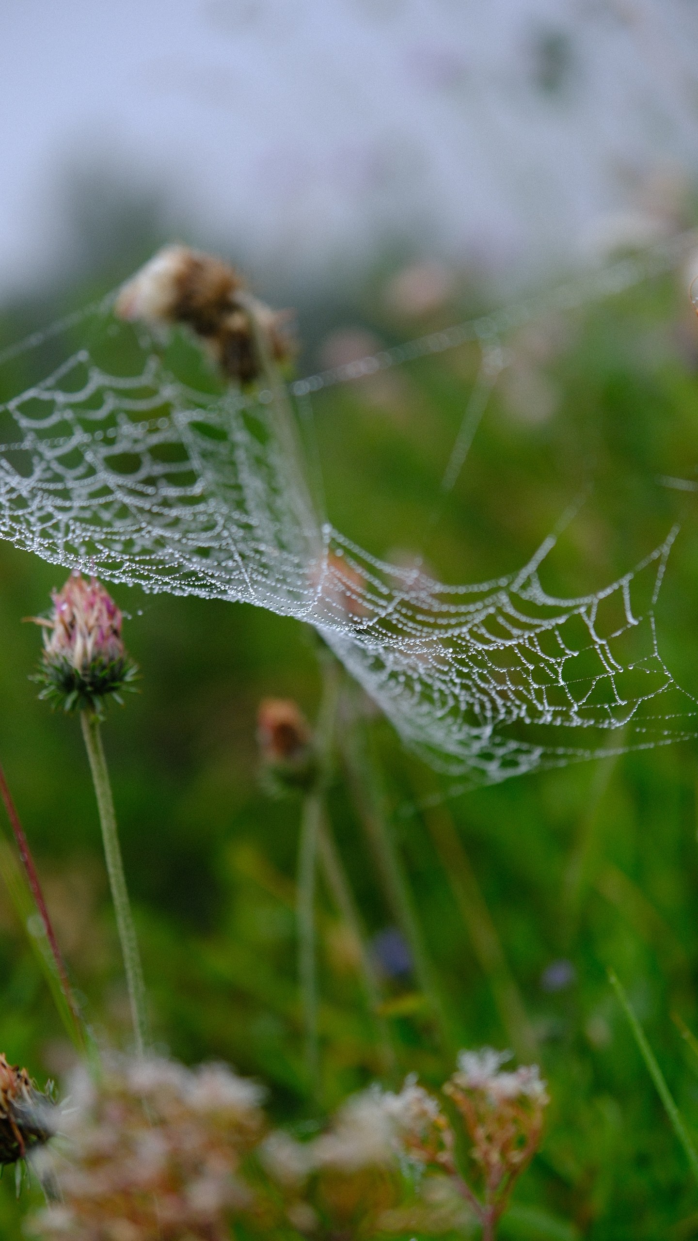 A silver spiderweb beaded with rain among Alpine flowers.