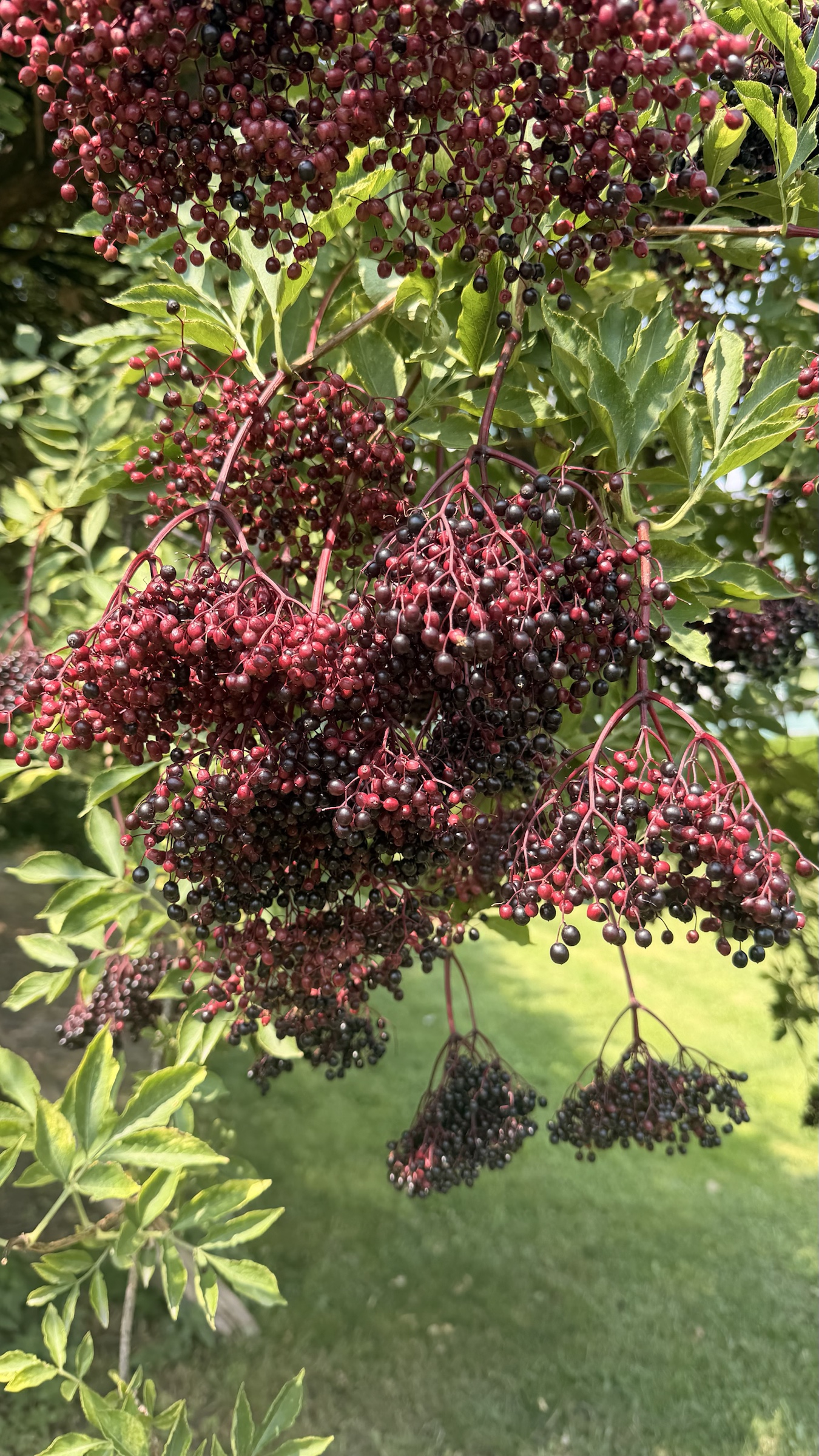Clusters of burgundy and black elderberries ripening among green leaves in the orchard garden at Ferme-Asile in Sion.