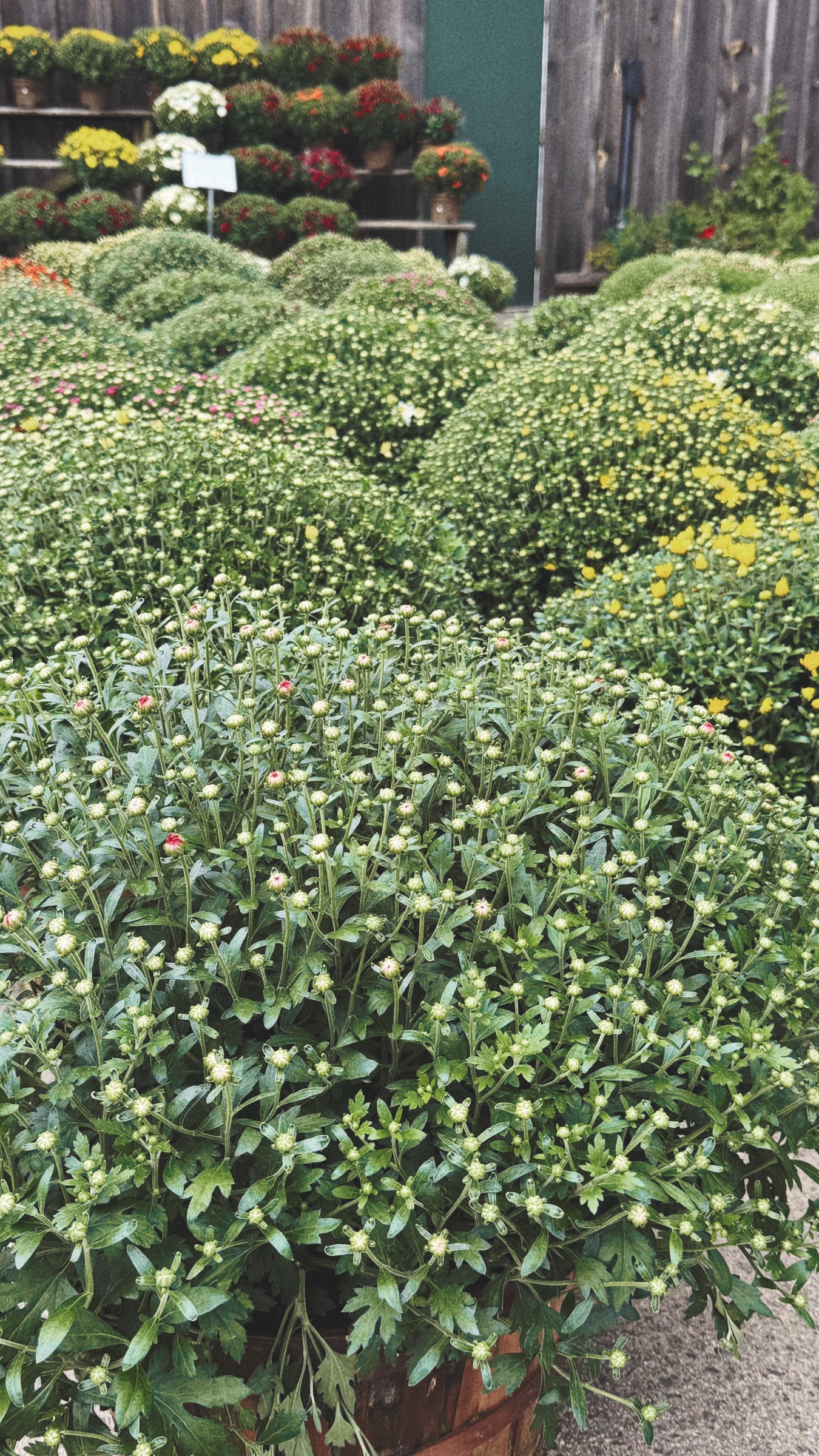 Rows of autumn mums beginning to bloom at Tendercrop Farm in Wenham.