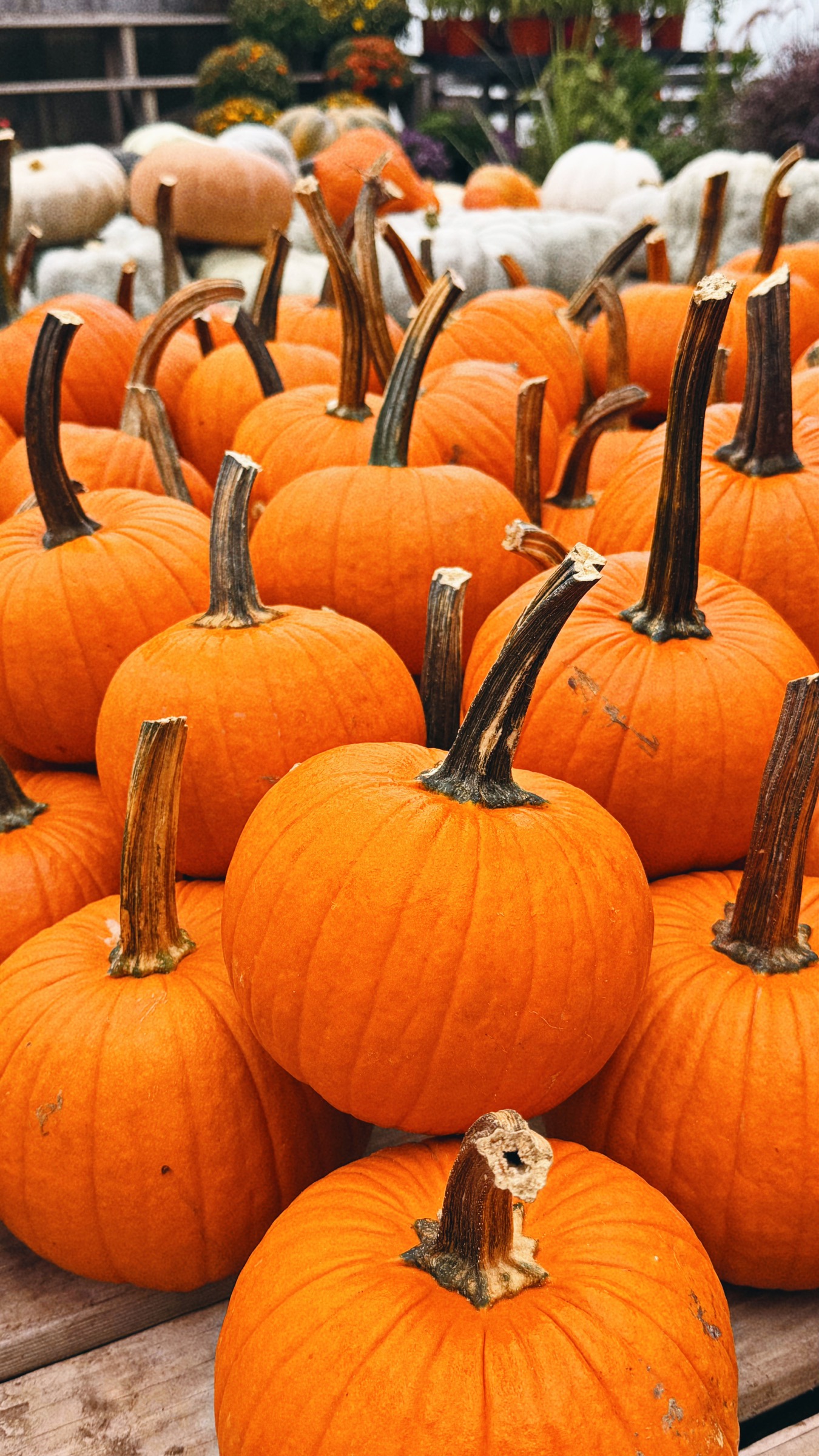 Orange pumpkins arranged on wooden tables at Tendercrop Farm in Wenham.
