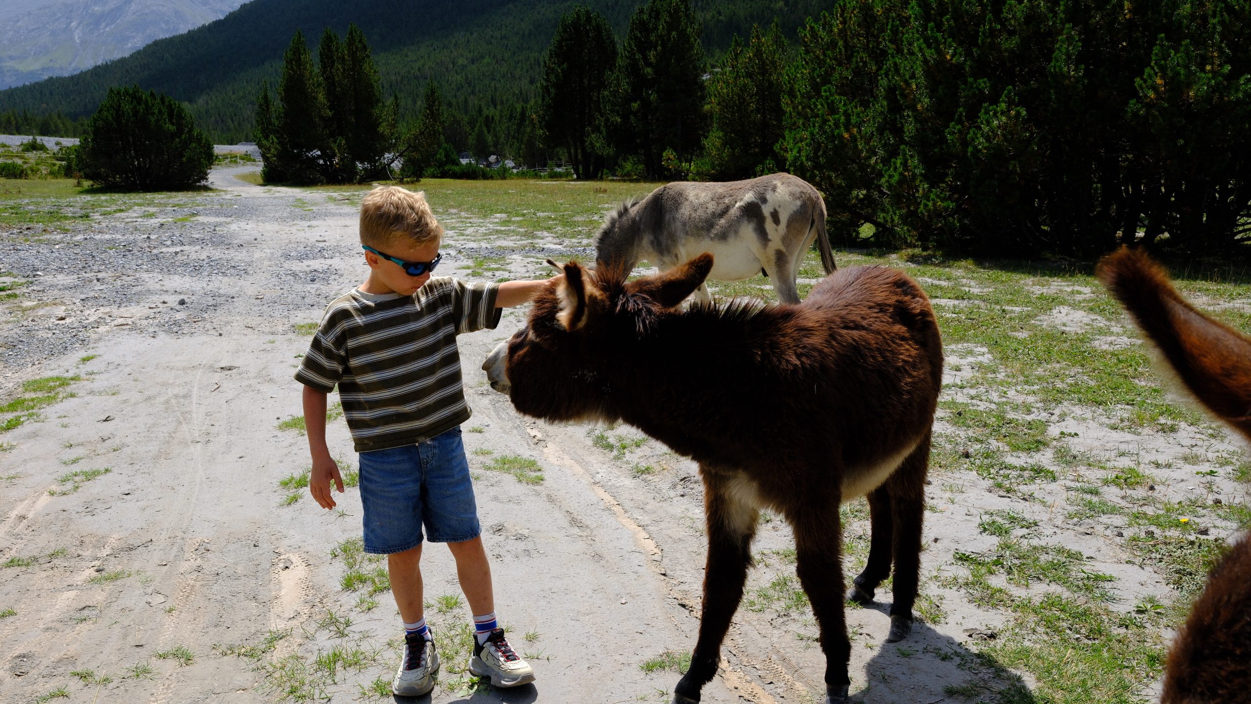 Chris meeting a young brown donkey beside the trail