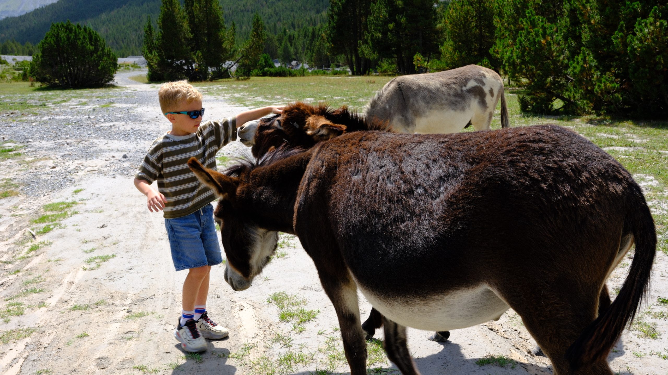 A brown donkey following Chris through the pasture