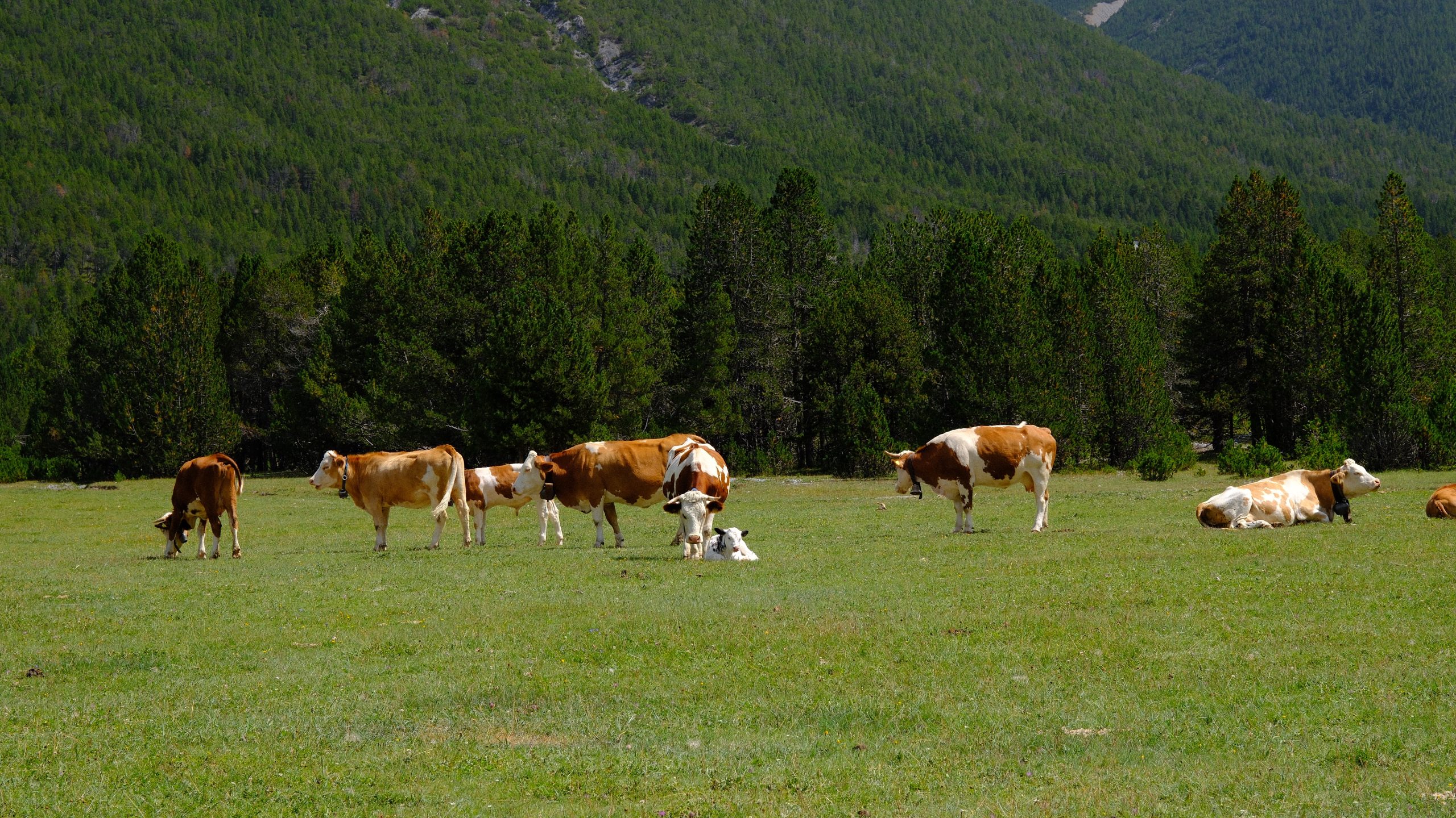 Cows resting in a green alpine meadow near the Cancano lakes