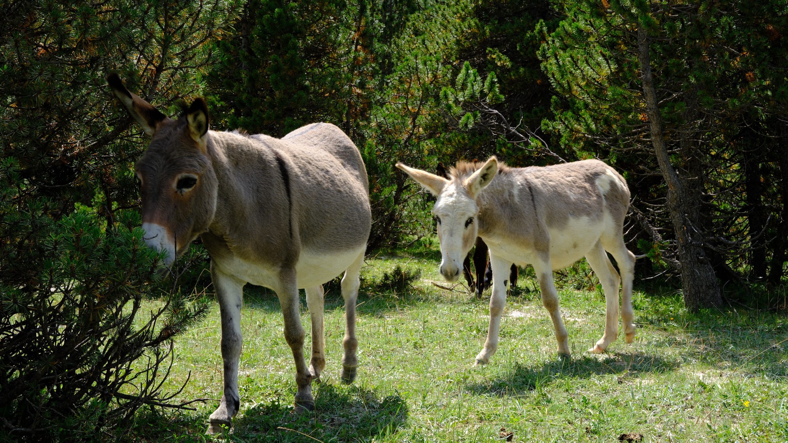 Two pale donkeys standing at the edge of the forest