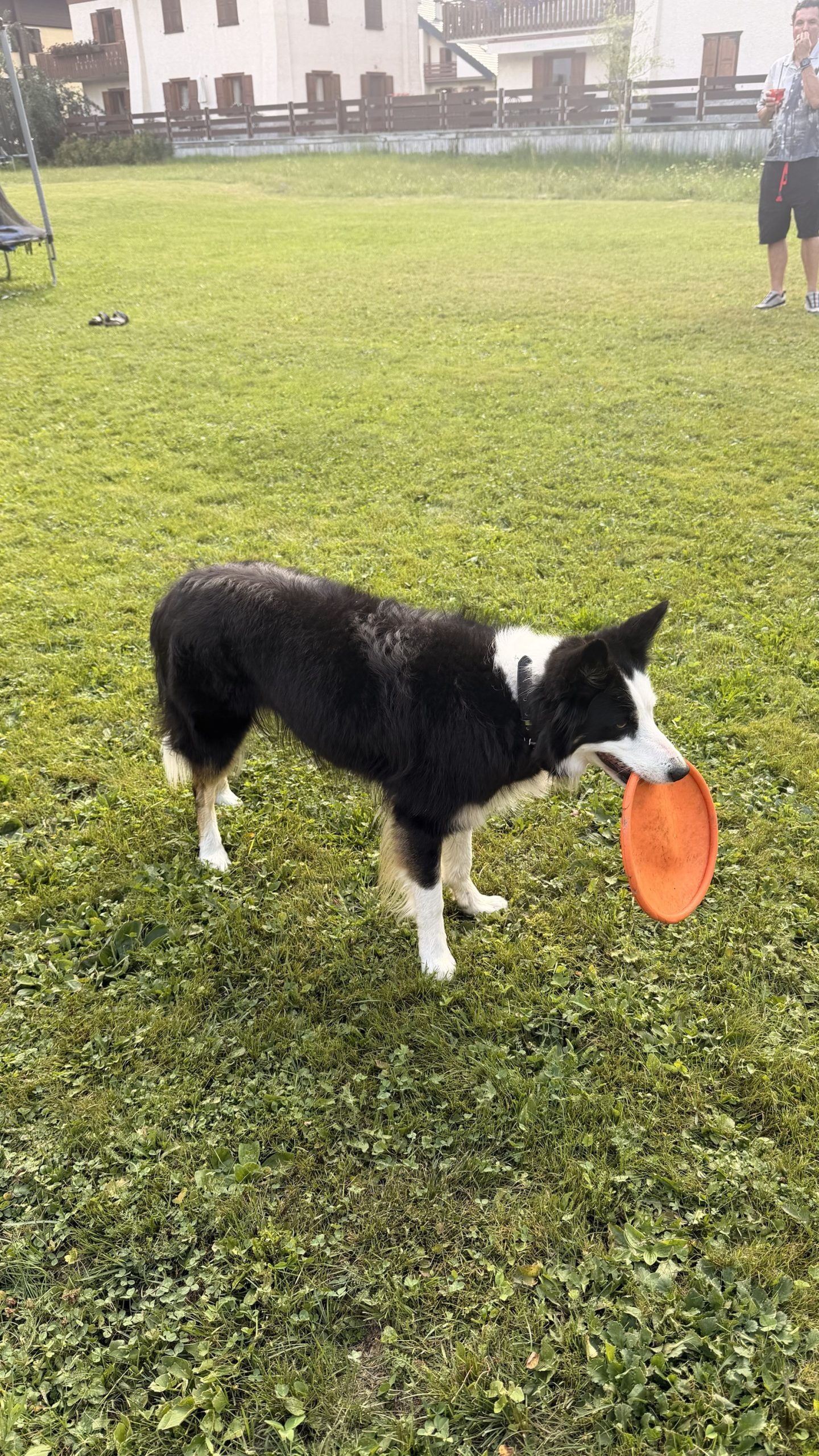 Sulli, a black-and-white border collie, holding an orange flying disc