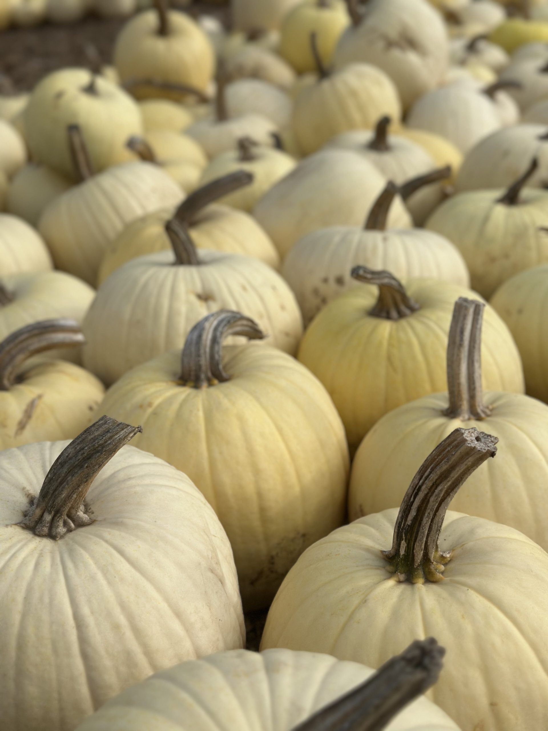 Cream-colored pumpkins gathered closely together with curved brown stems
